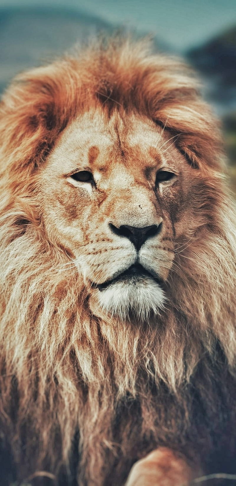 Lion, king, land, black, animated, face, pets, lions, HD phone wallpaper