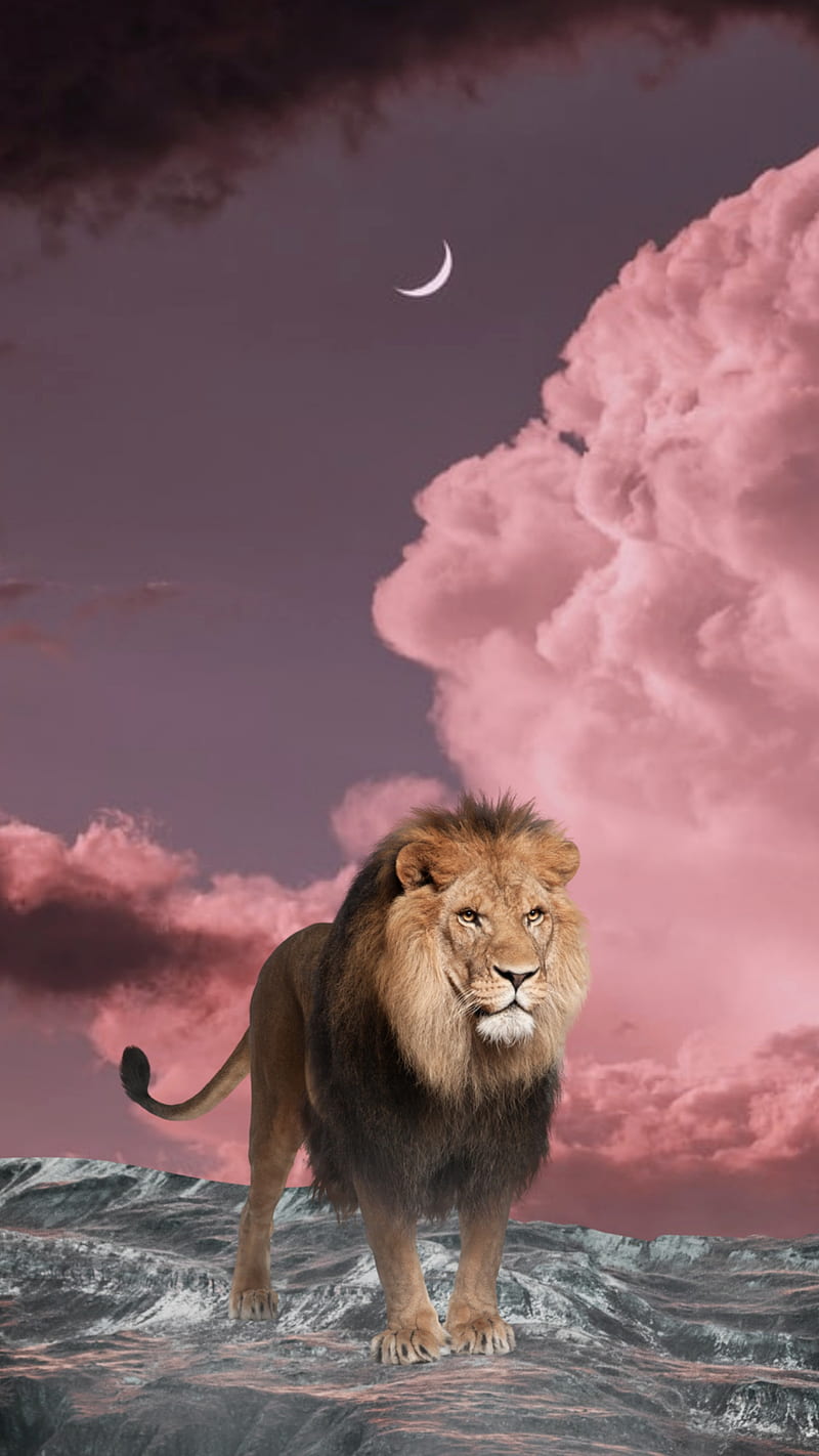 A lion standing on a rock with a pink sky in the background - Lion