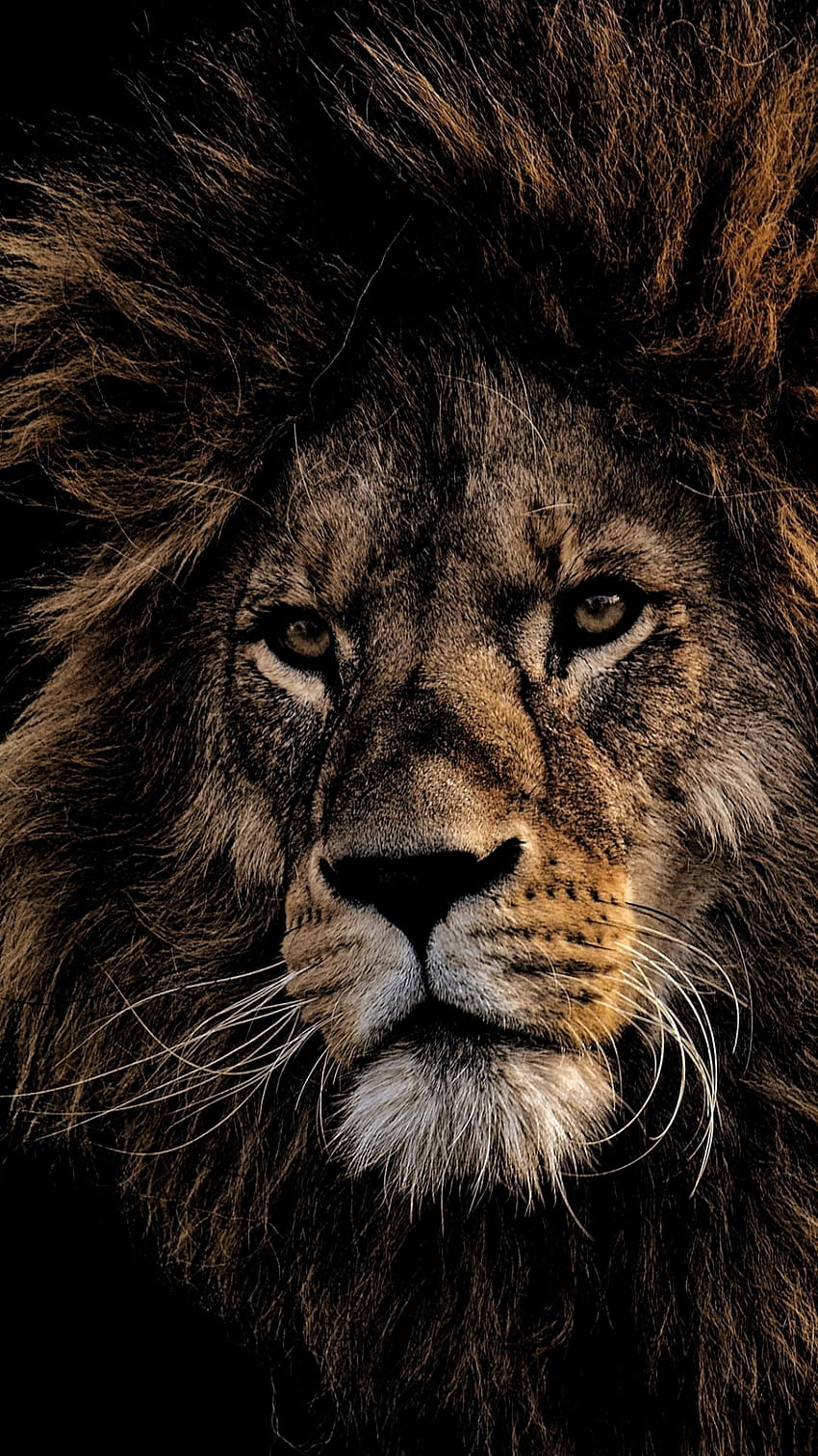 IPhone wallpaper of a lion staring into the camera. - Lion