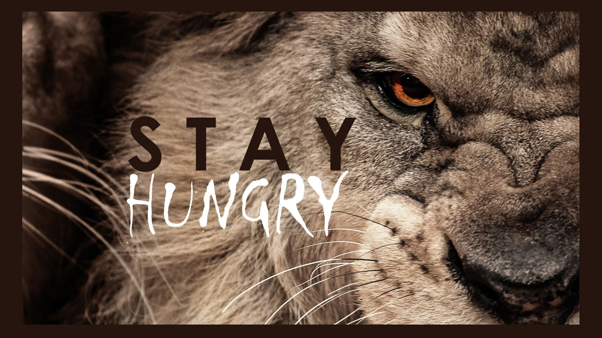 Wallpaper Stay Hungry, Motivational, Brown Lion