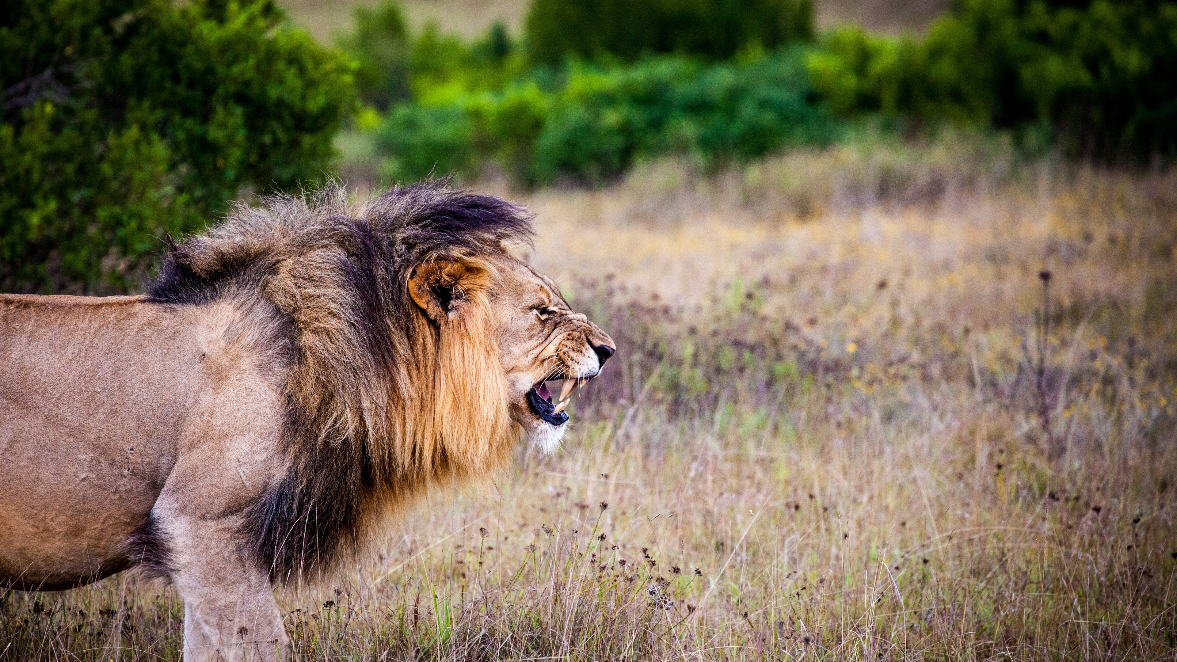 A lion standing in the grass with his mouth open - Lion