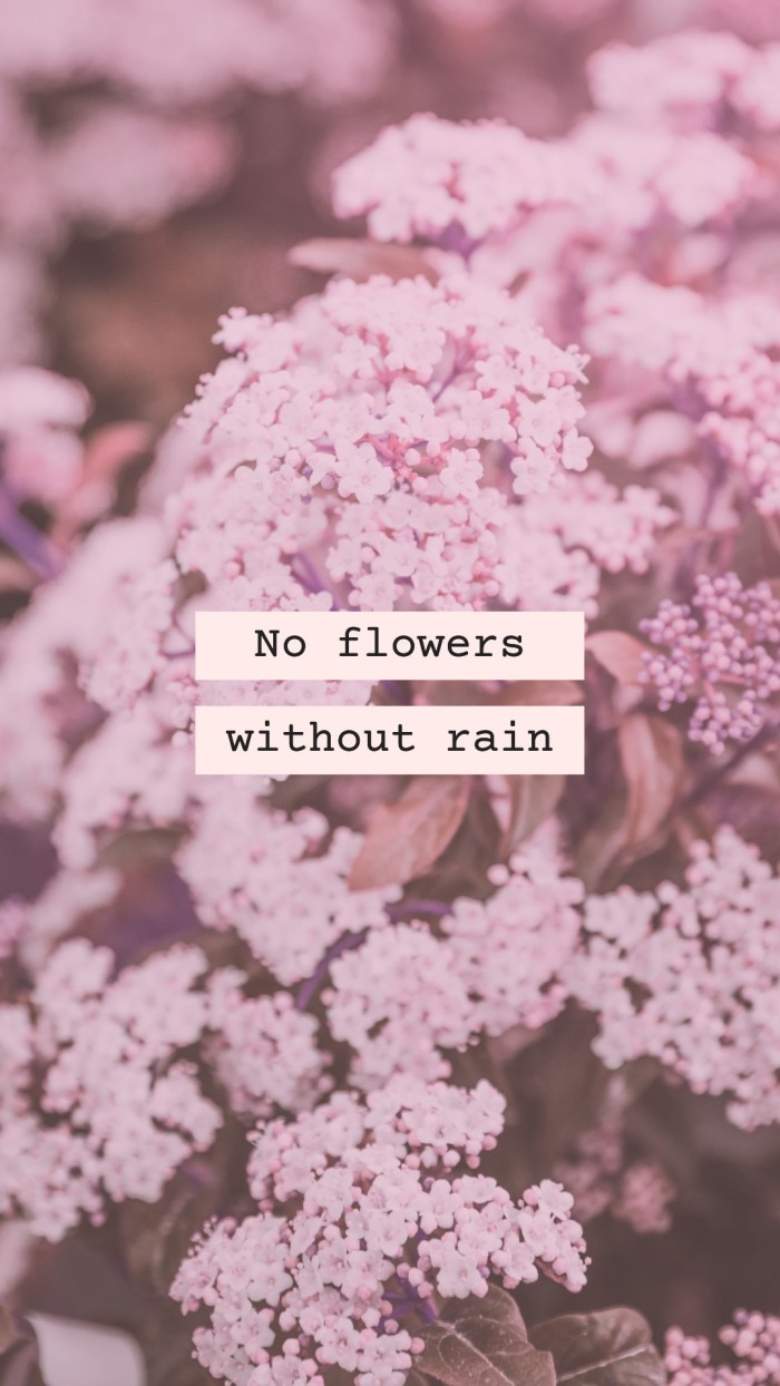 Pink flowers, phone wallpaper, no flowers without rain, motivational quote - Quotes