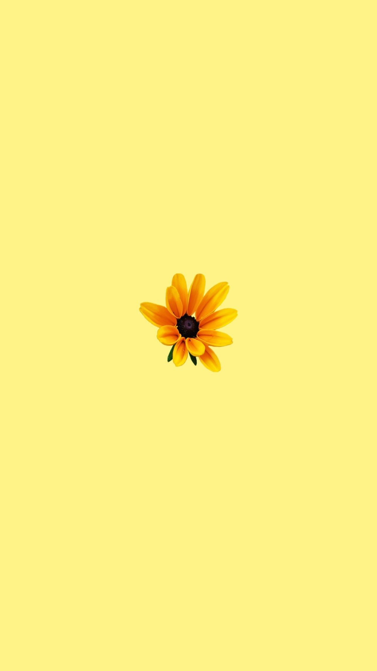 A yellow background with an orange flower - Pastel yellow