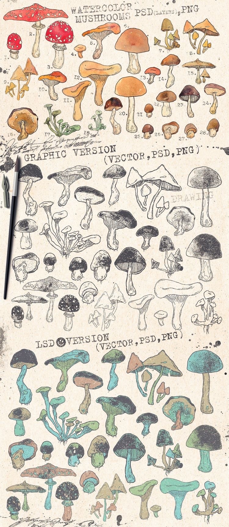 This is a collection of watercolor mushrooms. - Mushroom