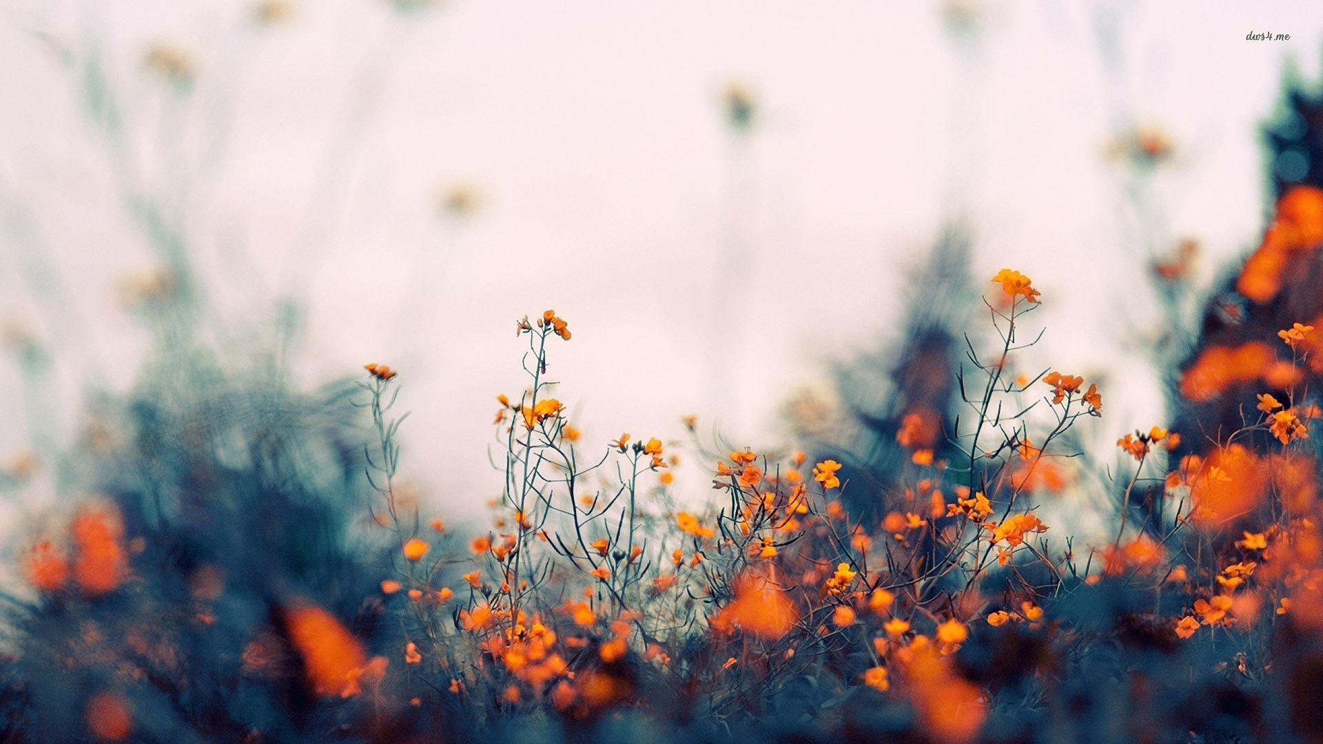 A field of flowers with orange and yellow petals - Pastel orange