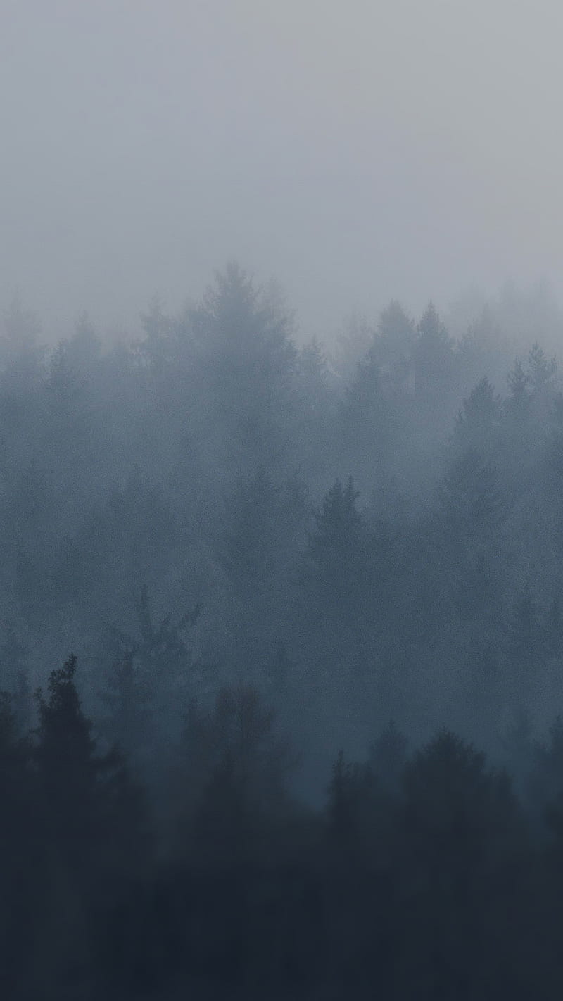 Foggy forest, fog, dark, HD phone wallpaper