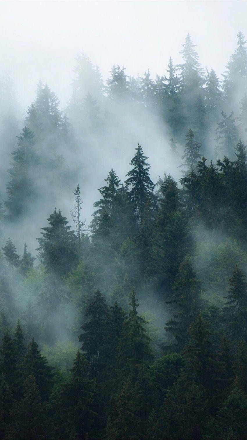 Misty Forest, Dark Foggy Forest HD phone wallpaper