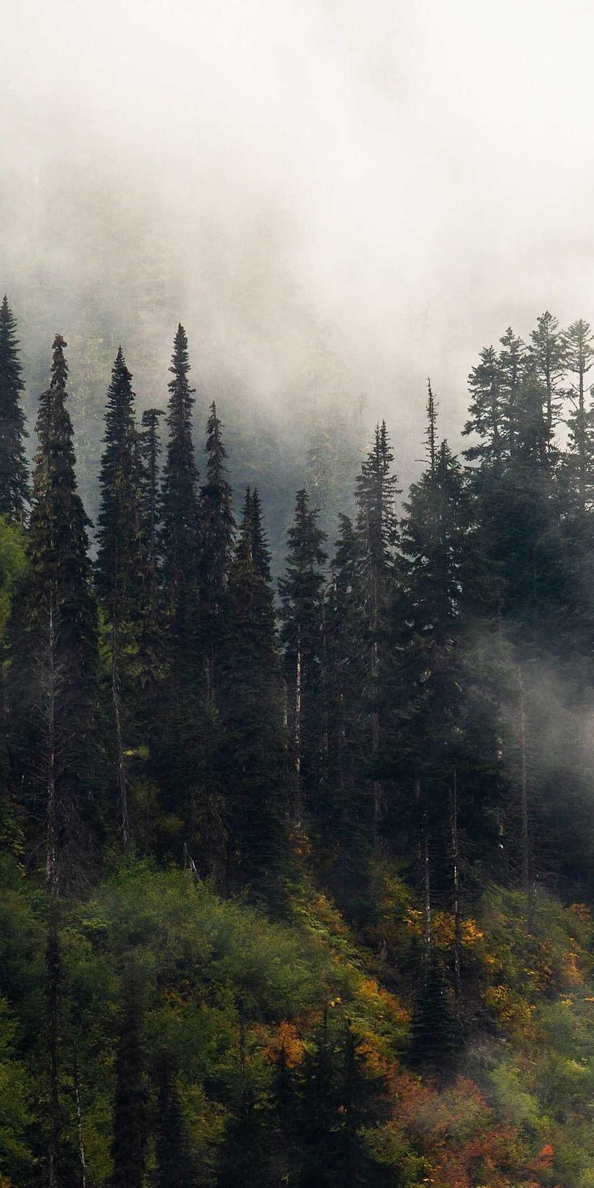 Foggy Forest, Foggy Aesthetic HD phone wallpaper
