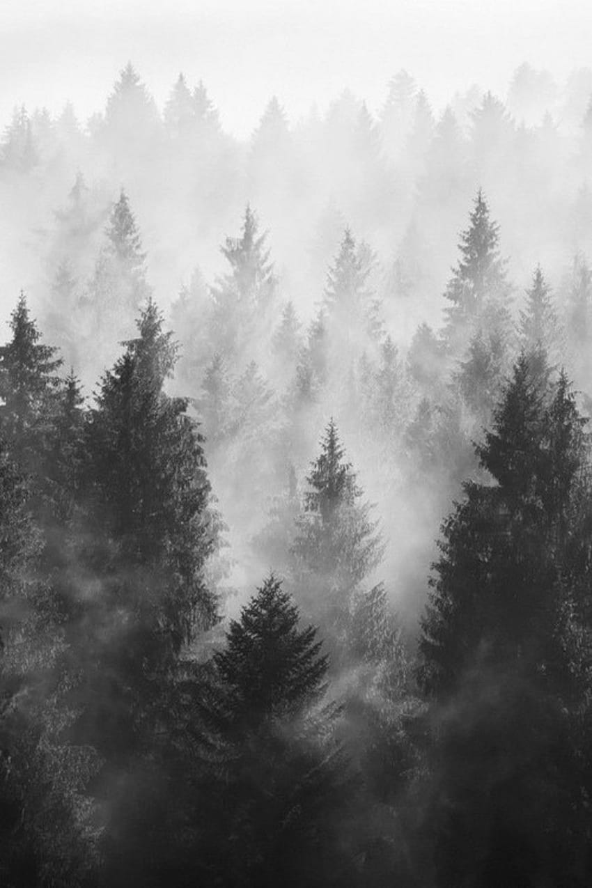 Random Inspiration aesthetic foggy forest HD phone wallpaper