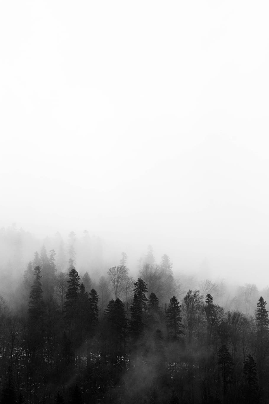 HD wallpaper: Trees, black and white, fog, foggy, forest, grey, landscape, light