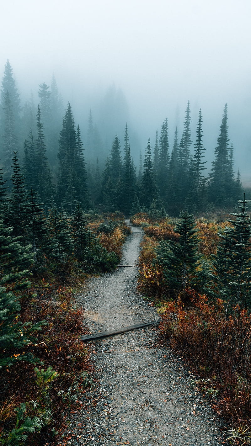 Nature, flowers, fog, foggy, forest, road, trees, HD phone wallpaper