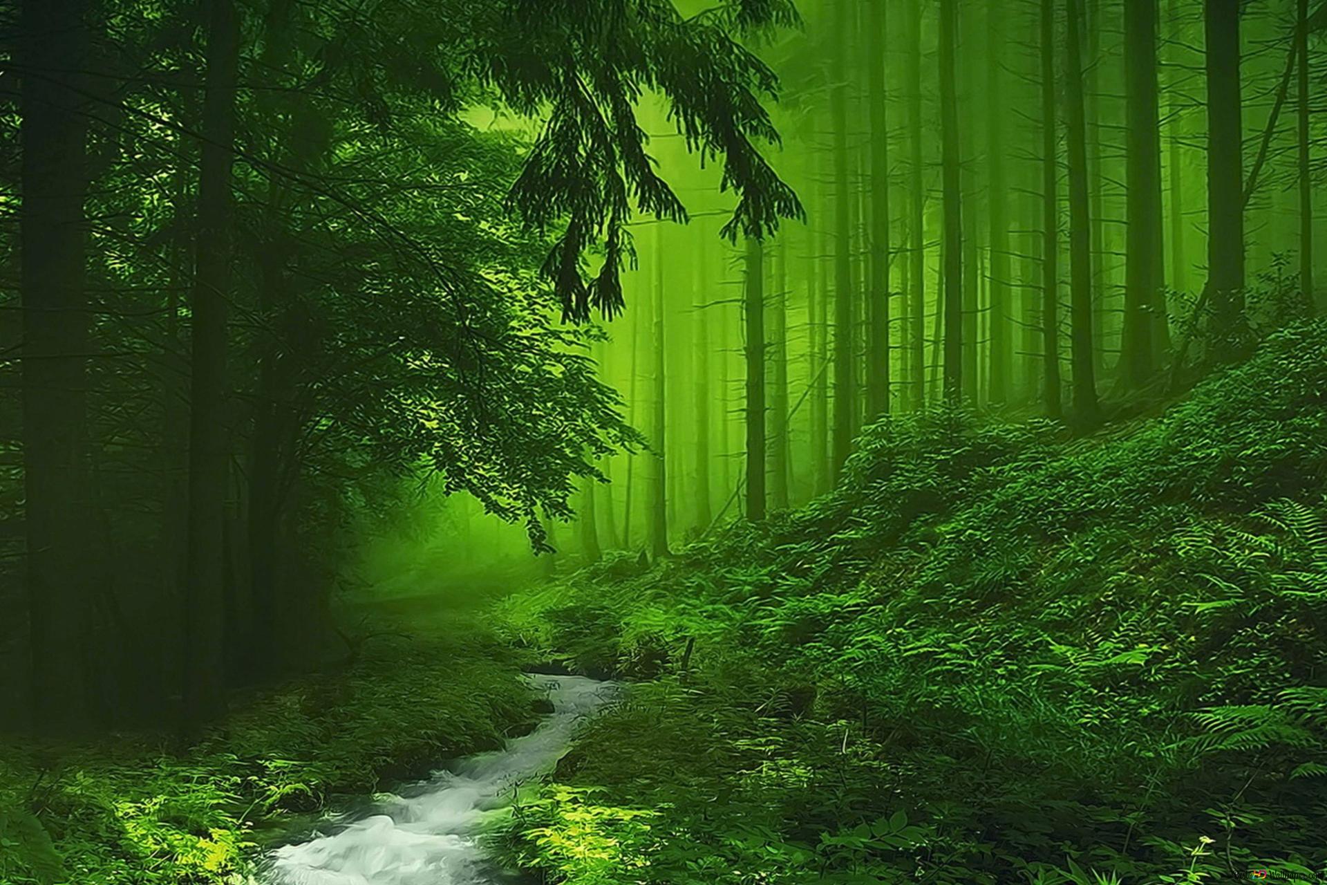 Green foggy forest 4K wallpaper download