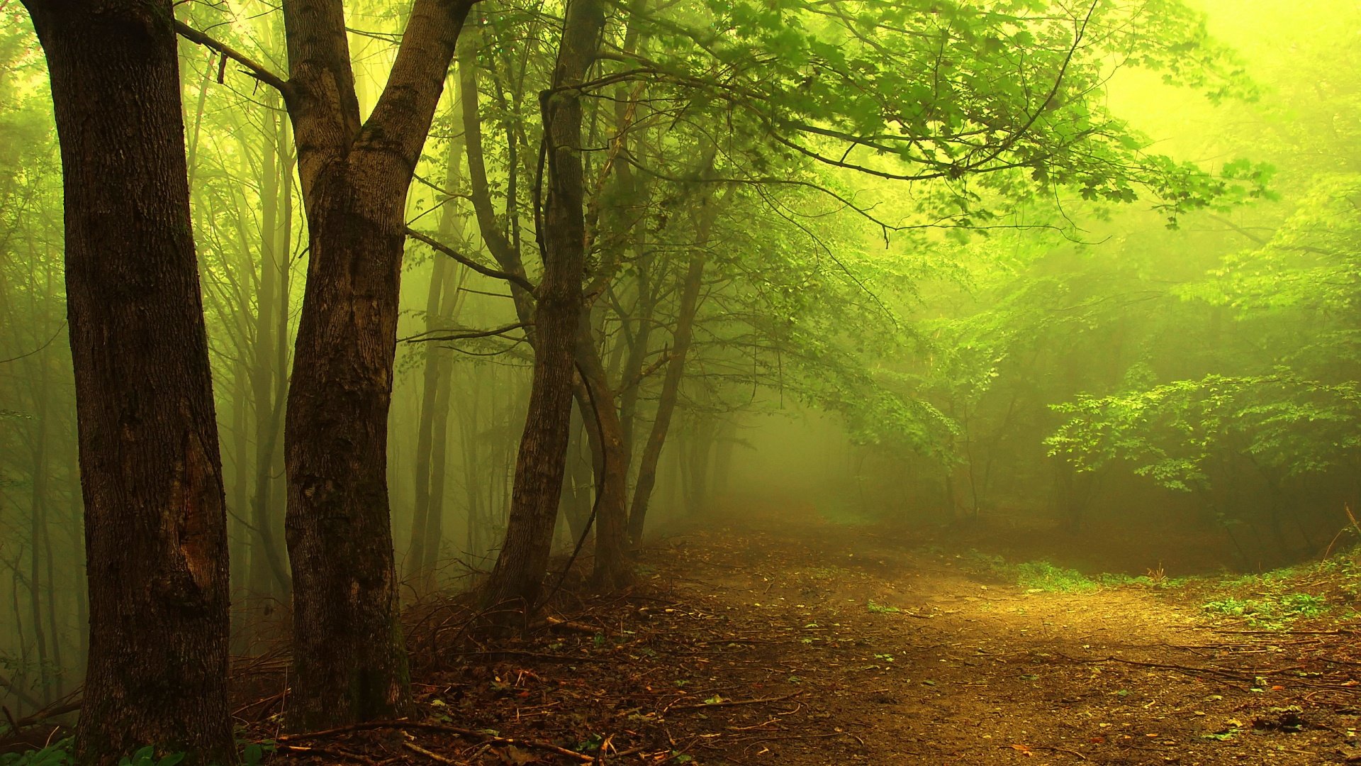 A dirt road in the middle of trees - Foggy forest