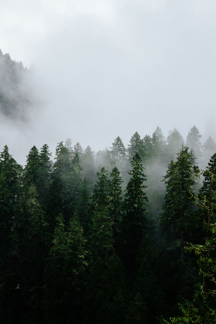 HD wallpaper: foggy green trees, plant, abies, fir, conifer, pine, umpqua national forest