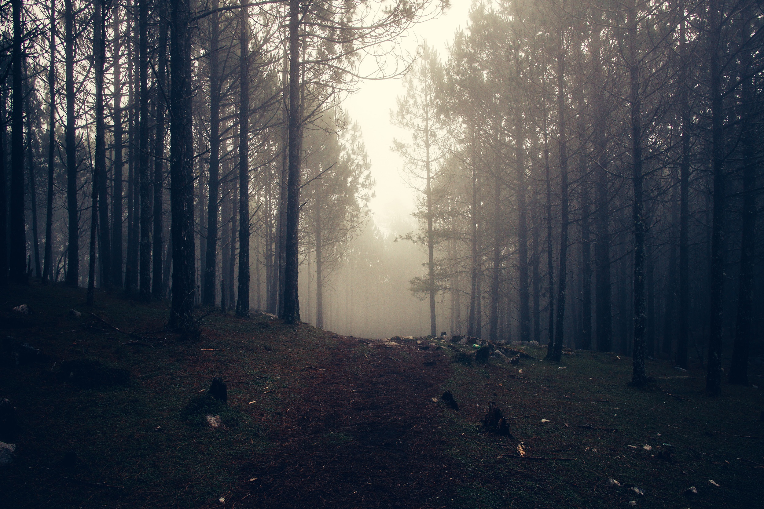 A dark and foggy forest with tall trees. - Foggy forest, fog, forest