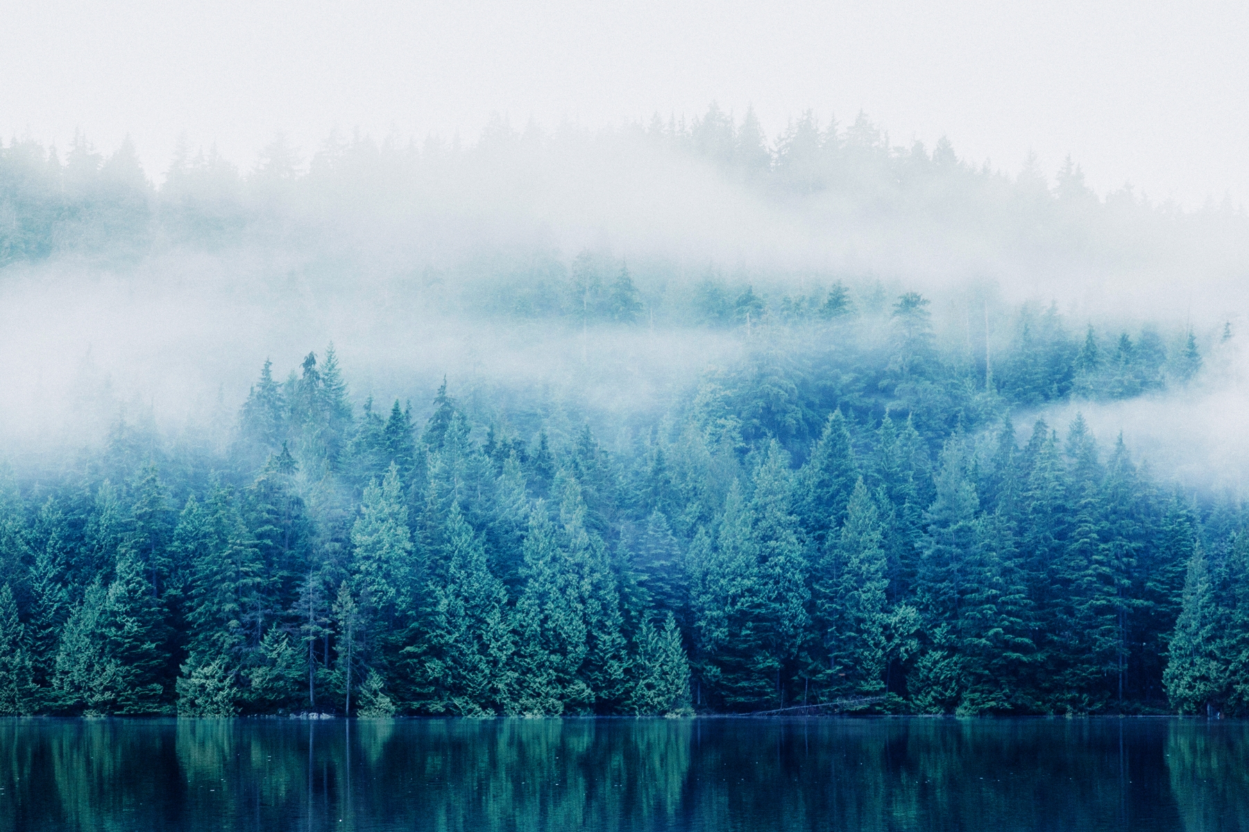A foggy forest with a lake in the foreground. - Foggy forest