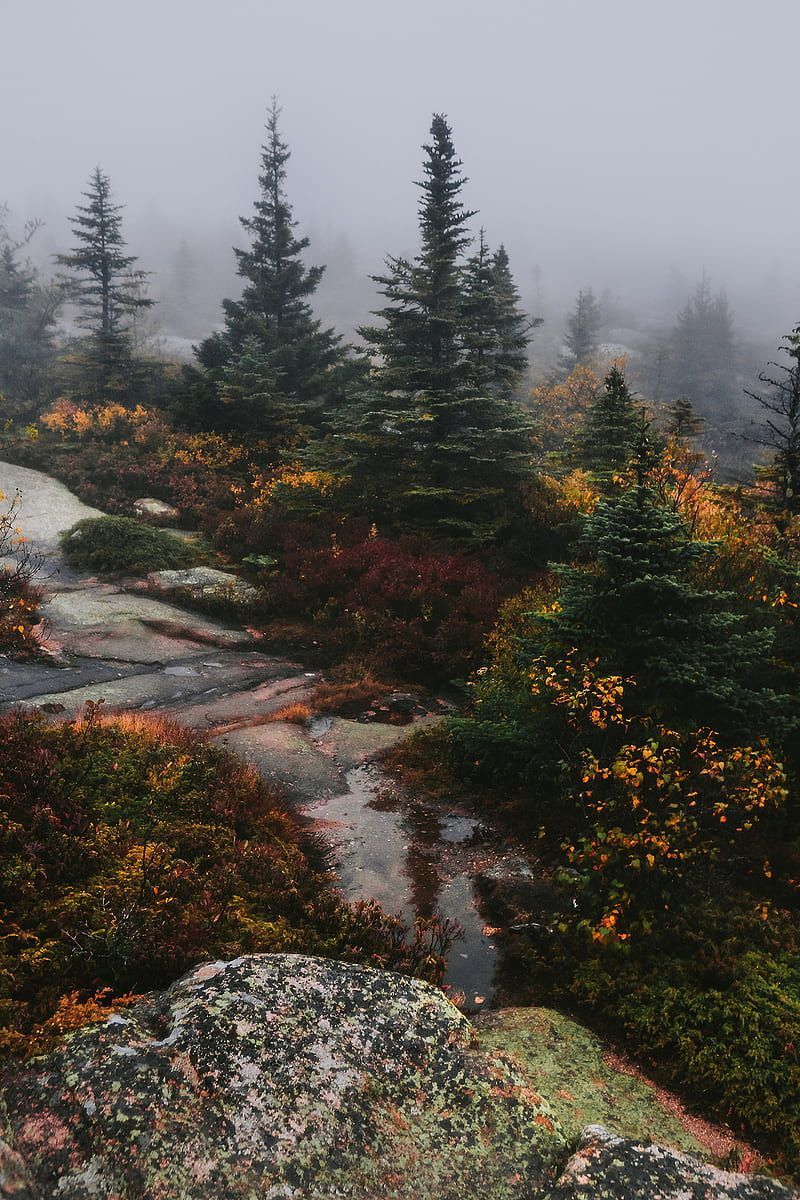 Foggy Washington, mountain, forest, sweater weather, twilight, nature, woods, HD phone wallpaper