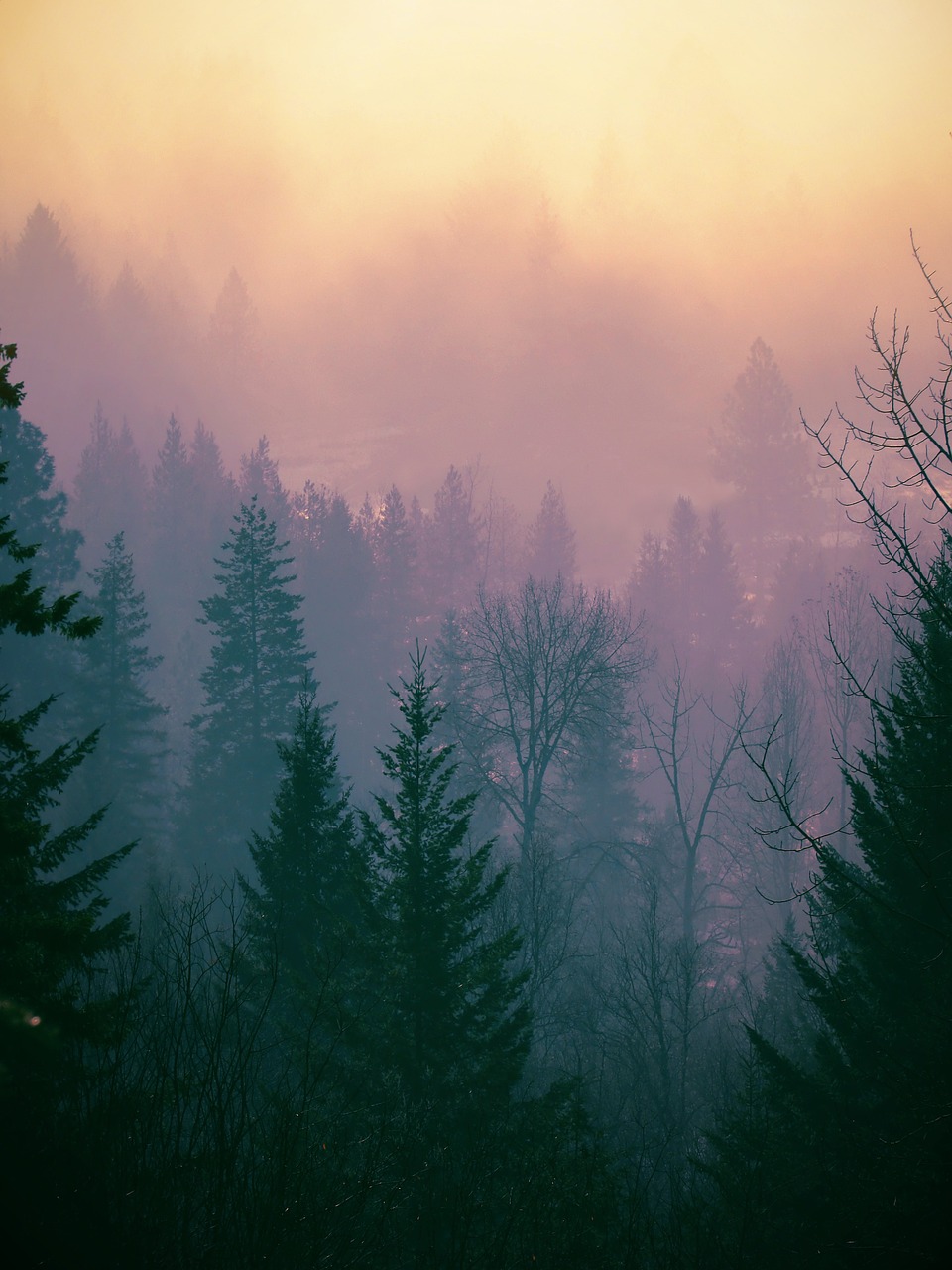 A sunset over the forest with fog - Foggy forest