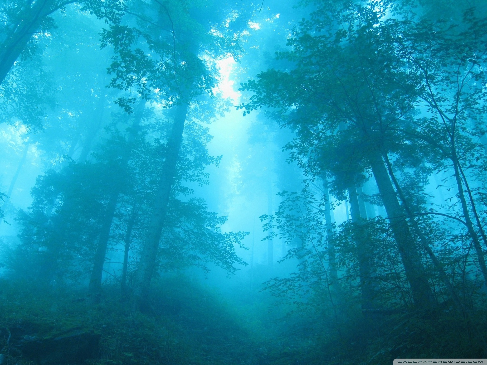 The blue forest wallpaper 2560x1600 - Foggy forest