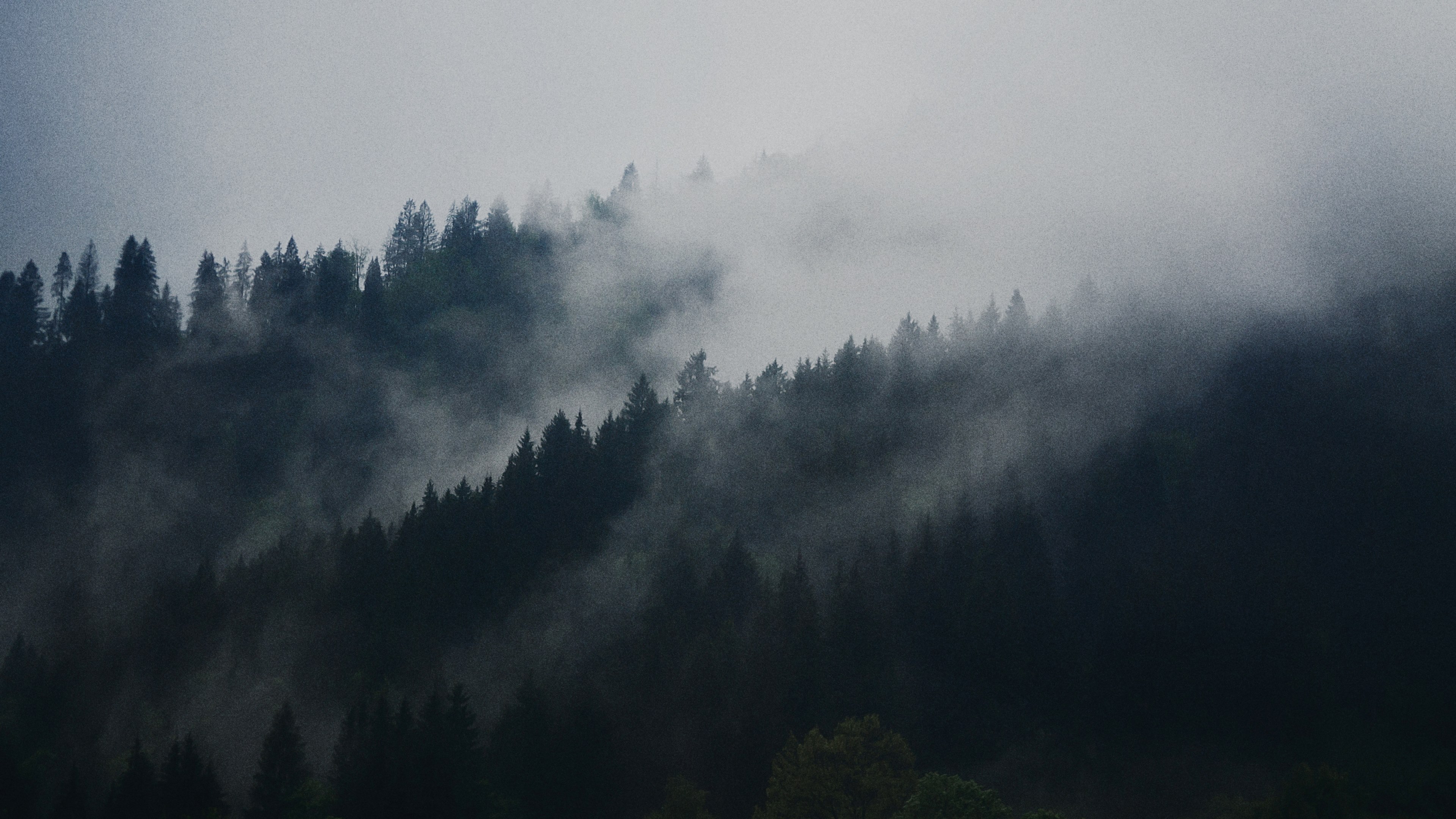 Wallpaper / an evergreen forest under a dense fog and overcast sky, foggy woodlands 4k wallpaper free download