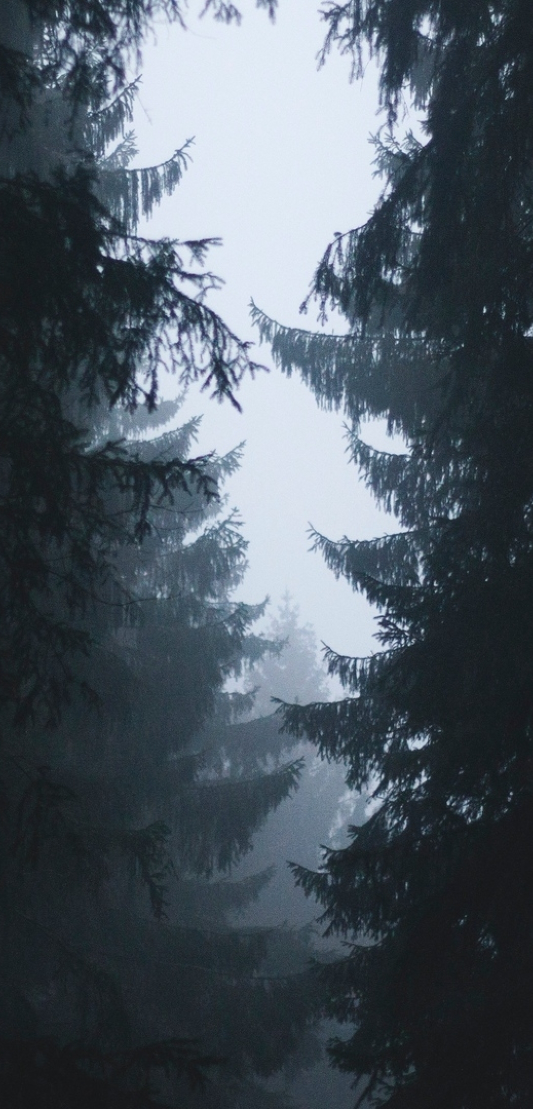 A foggy forest with trees in the foreground. - Foggy forest
