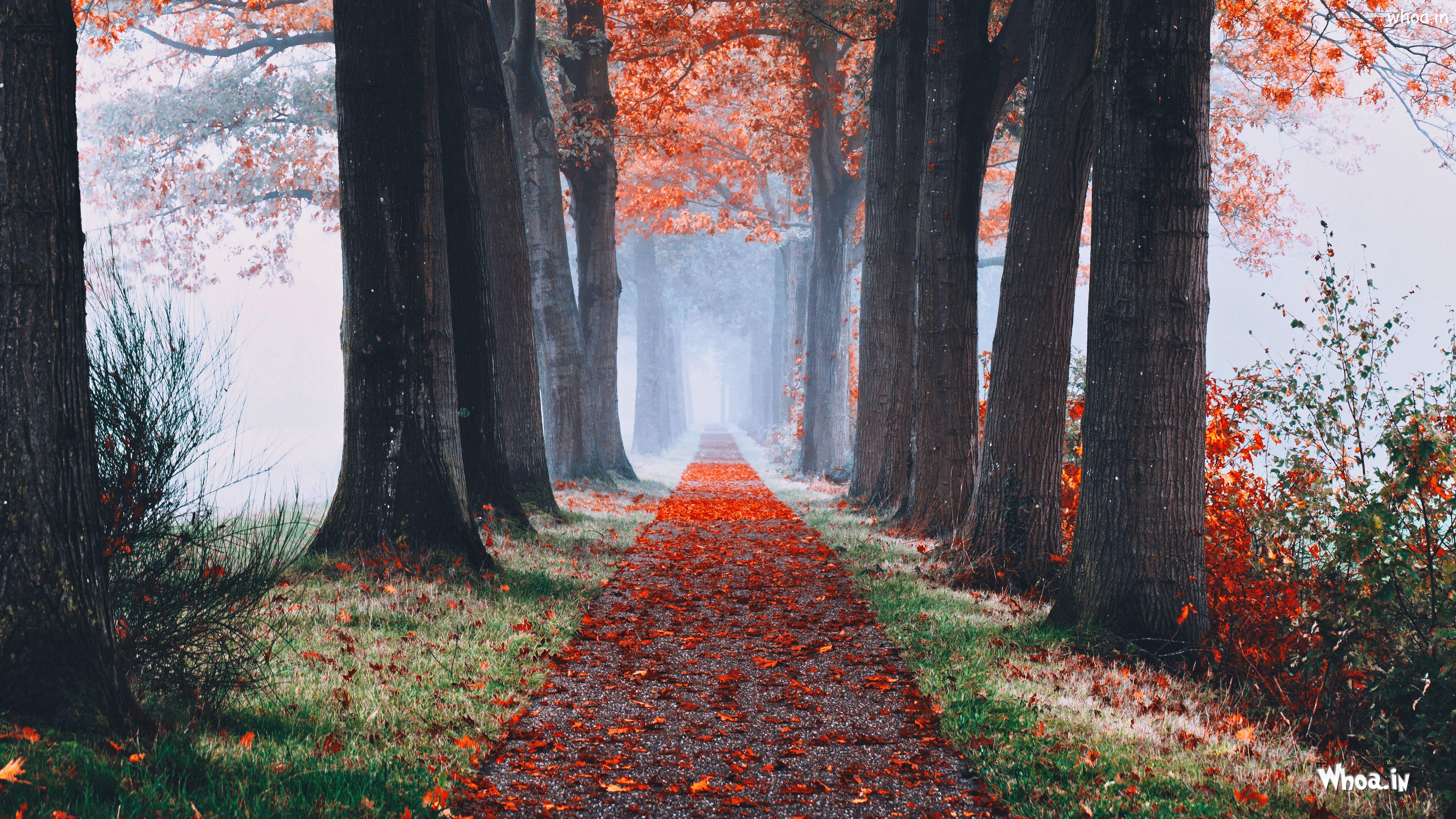 A pathway is surrounded by trees and leaves - Foggy forest