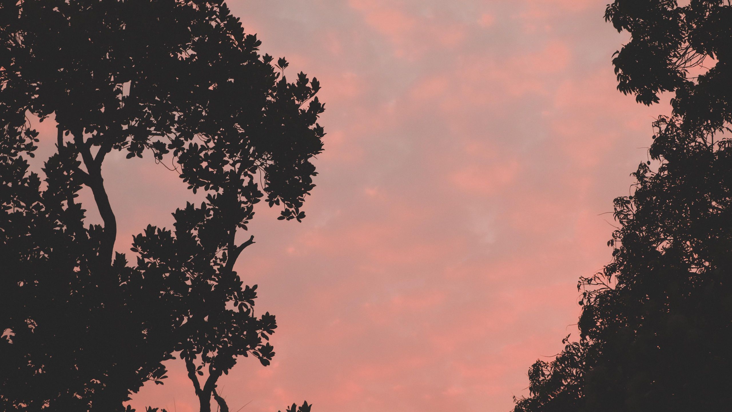 A pink sky with trees in the foreground - 2560x1440
