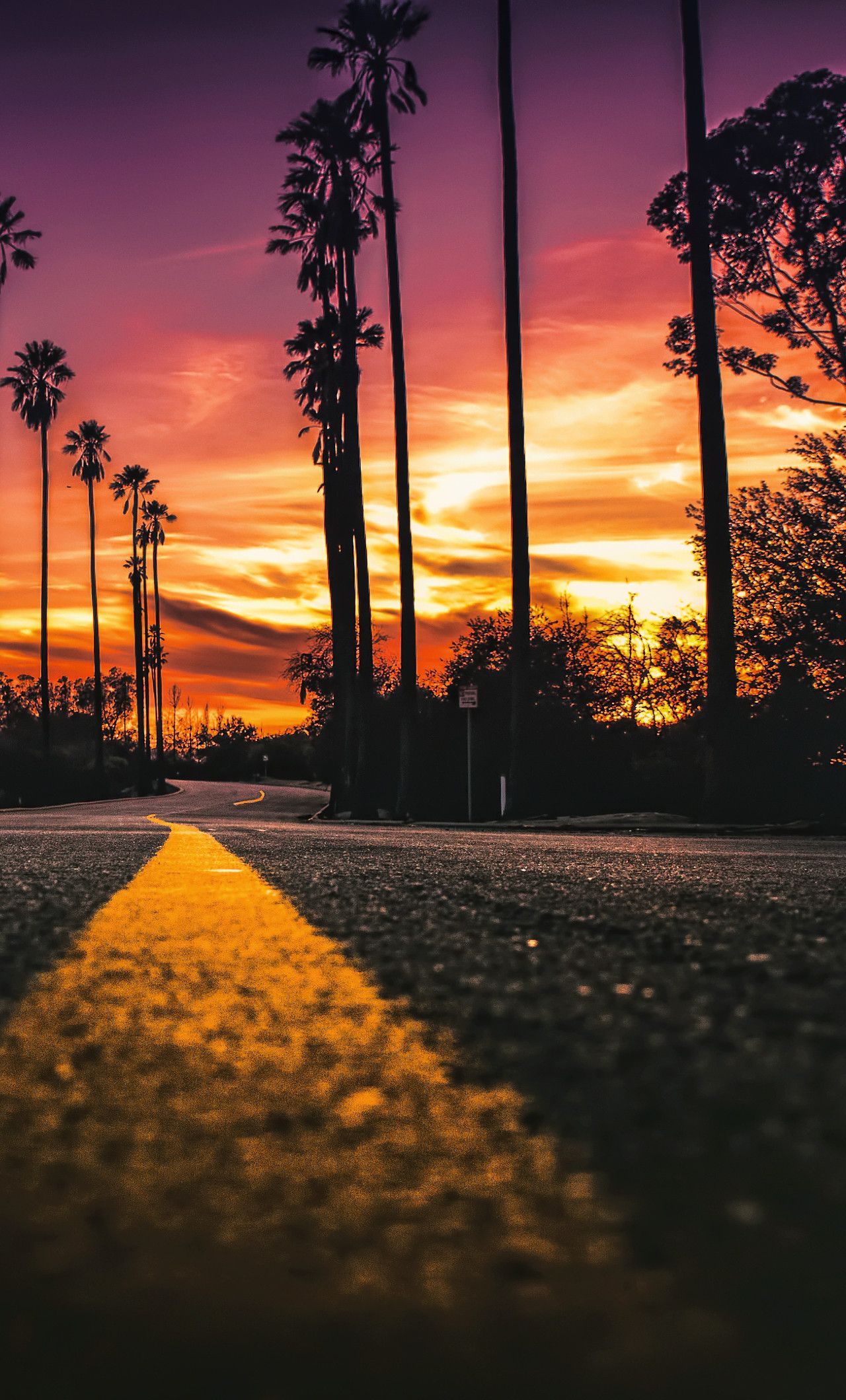 A road with palm trees in the background - California