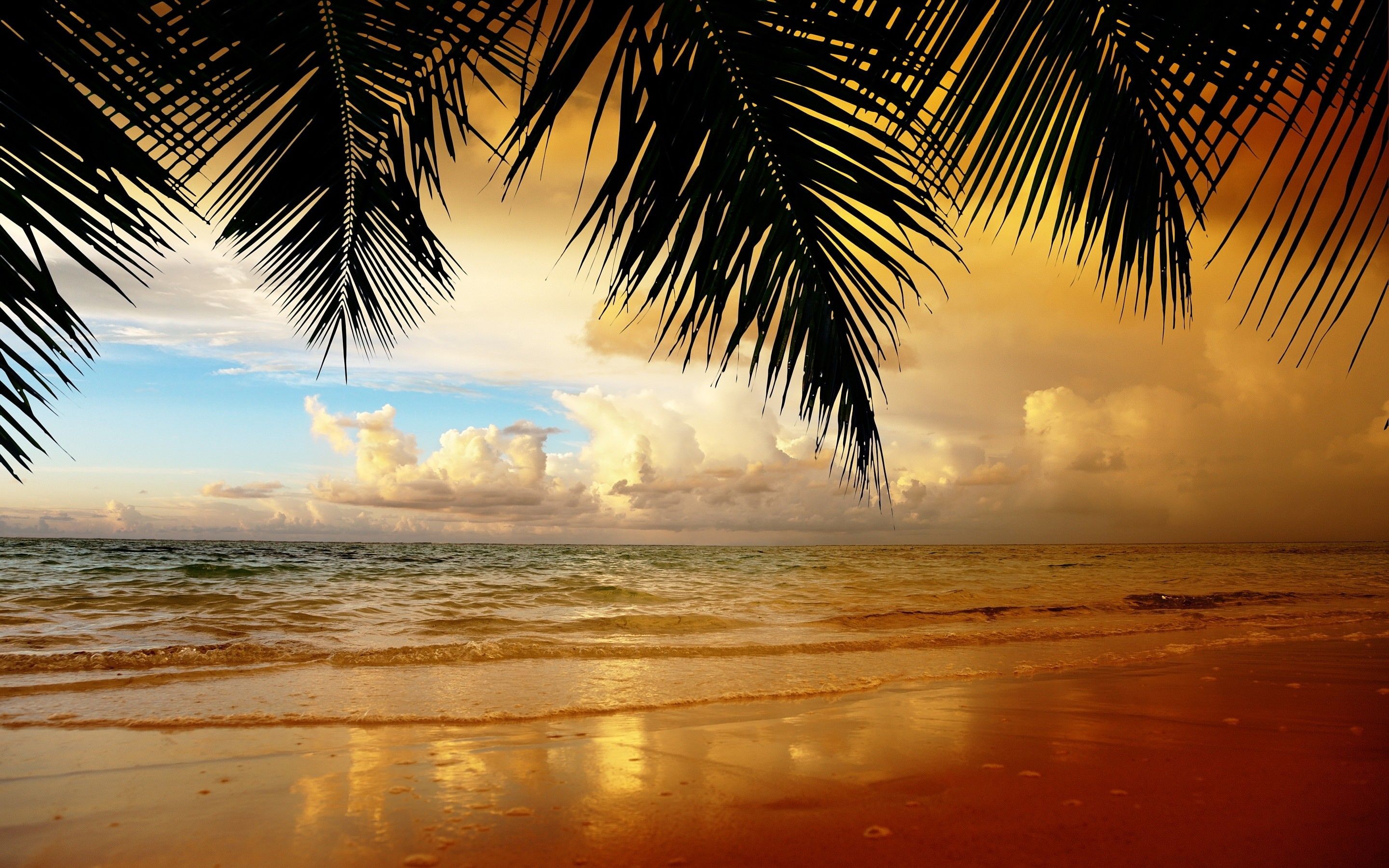 A beach with palm trees and a beautiful sunset. - Beach, landscape