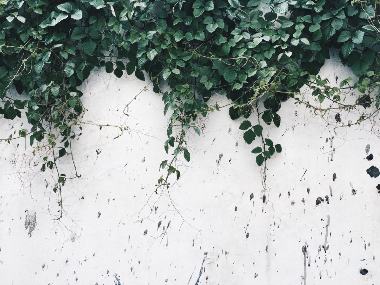 A white wall with green plants growing on it - White