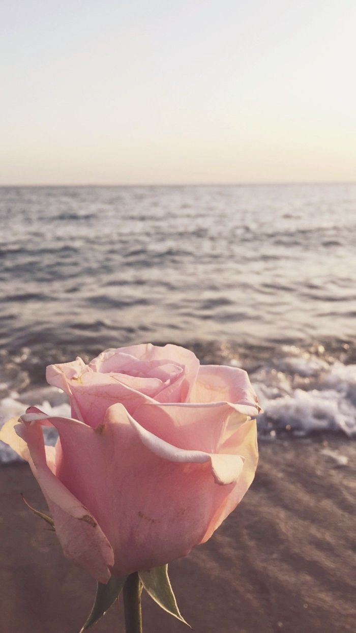 A pink rose is sitting on the beach - Beach
