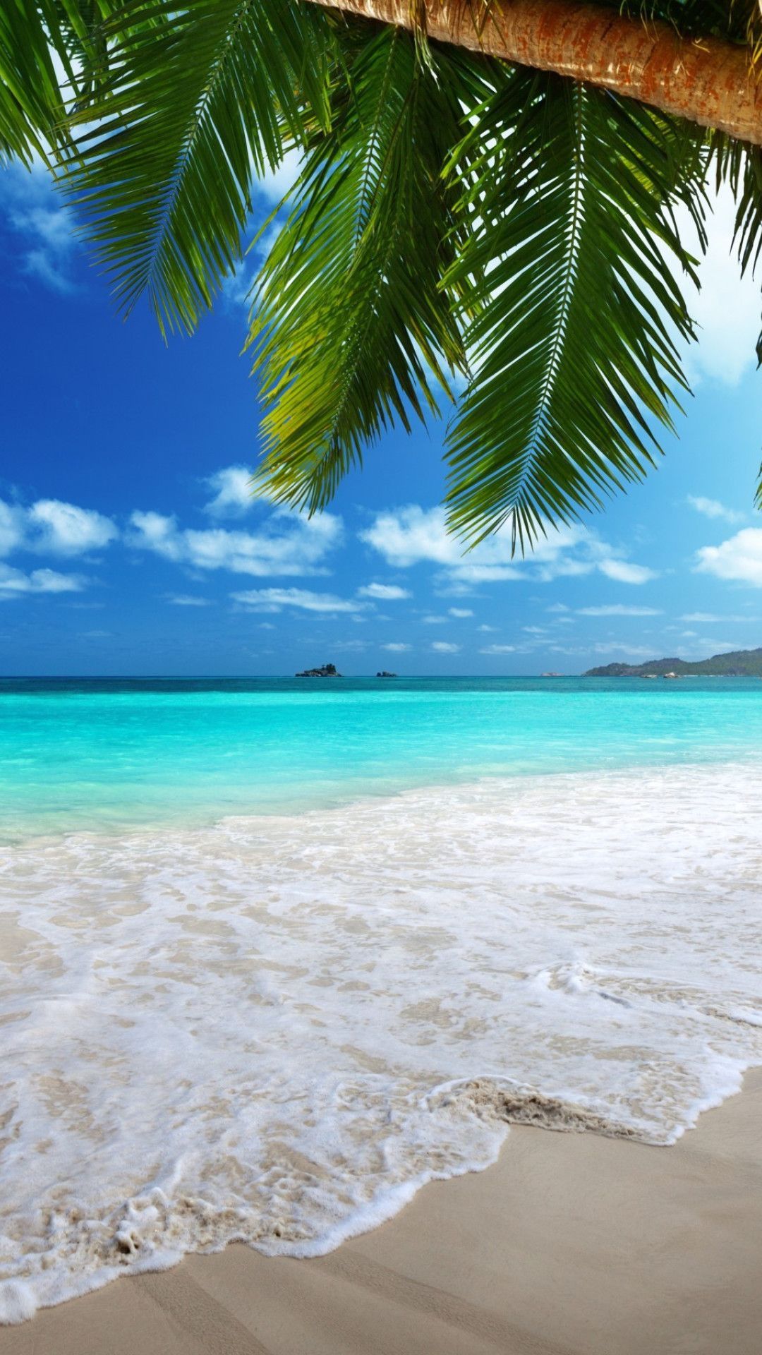 A palm tree hanging over a beautiful beach - Beach