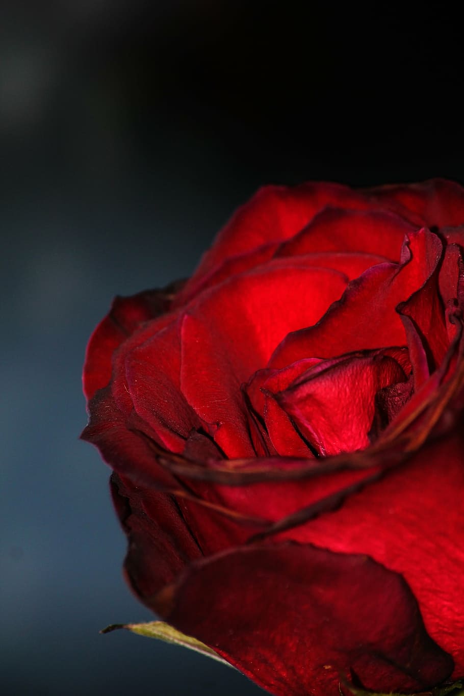 Blood roses 1080P, 2K, 4K, 5K HD wallpaper free download