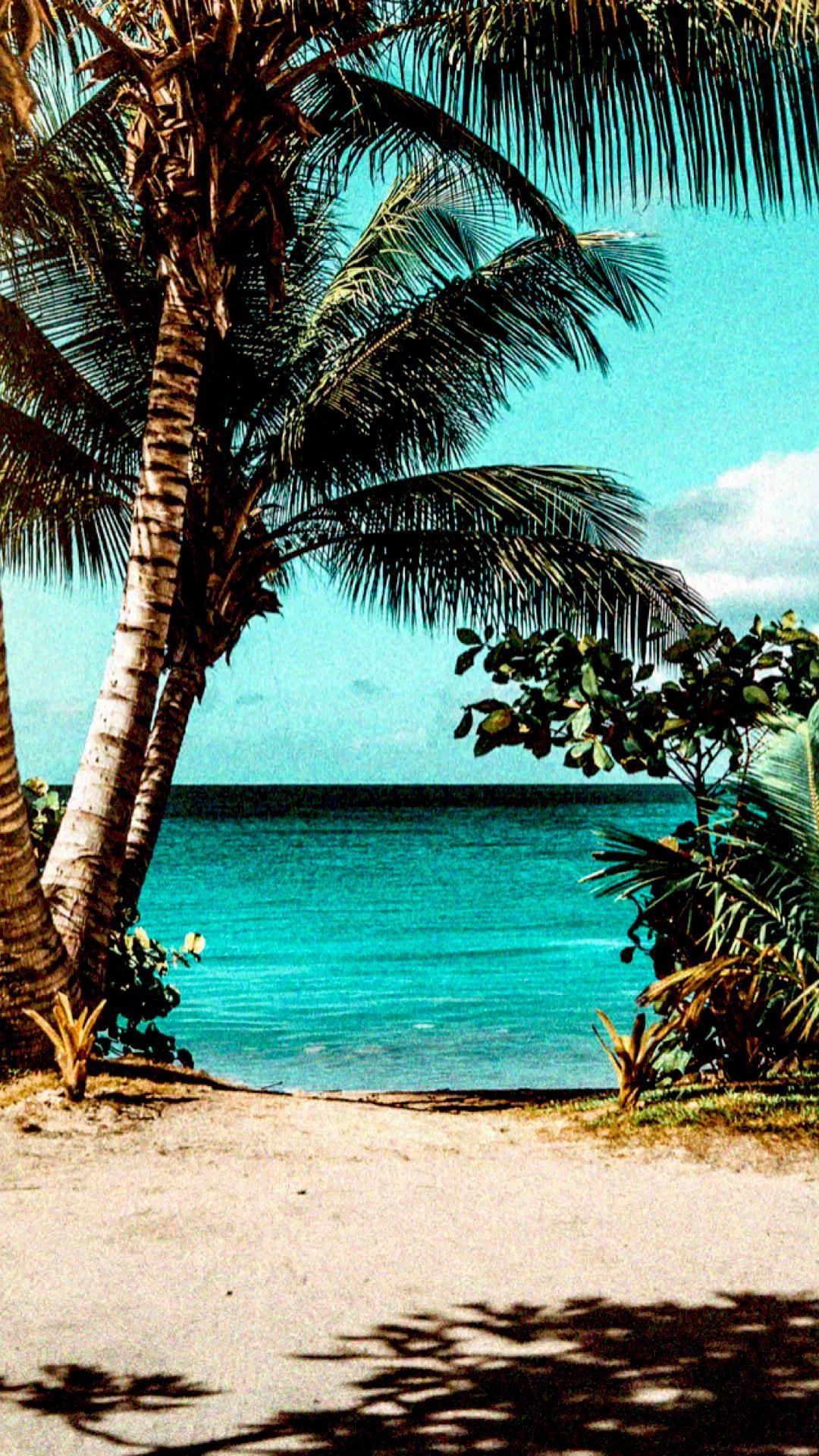 A palm tree leaning over the beach - Beach, tropical