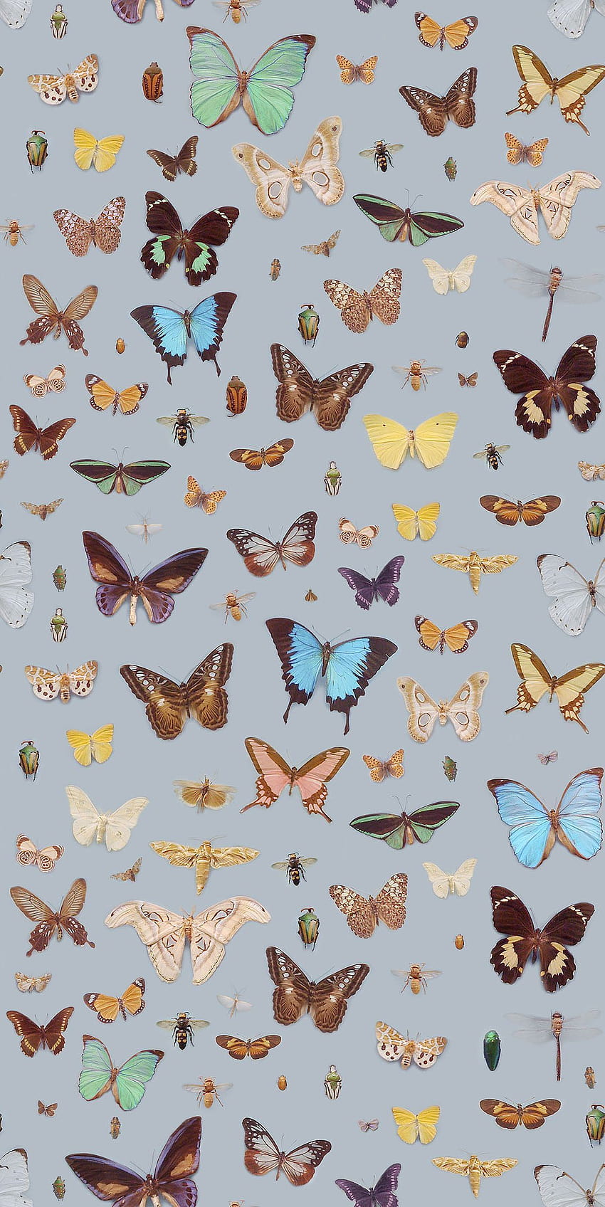 Butterflies of the World wallpaper by Mind the Gap - Mexico