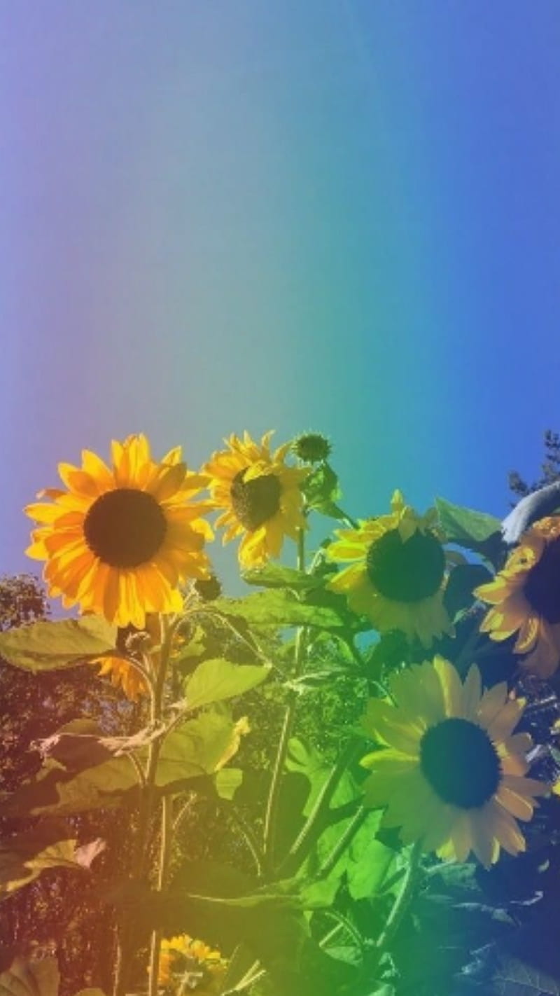 A sunflower plant with yellow flowers and green leaves. - Rainbows