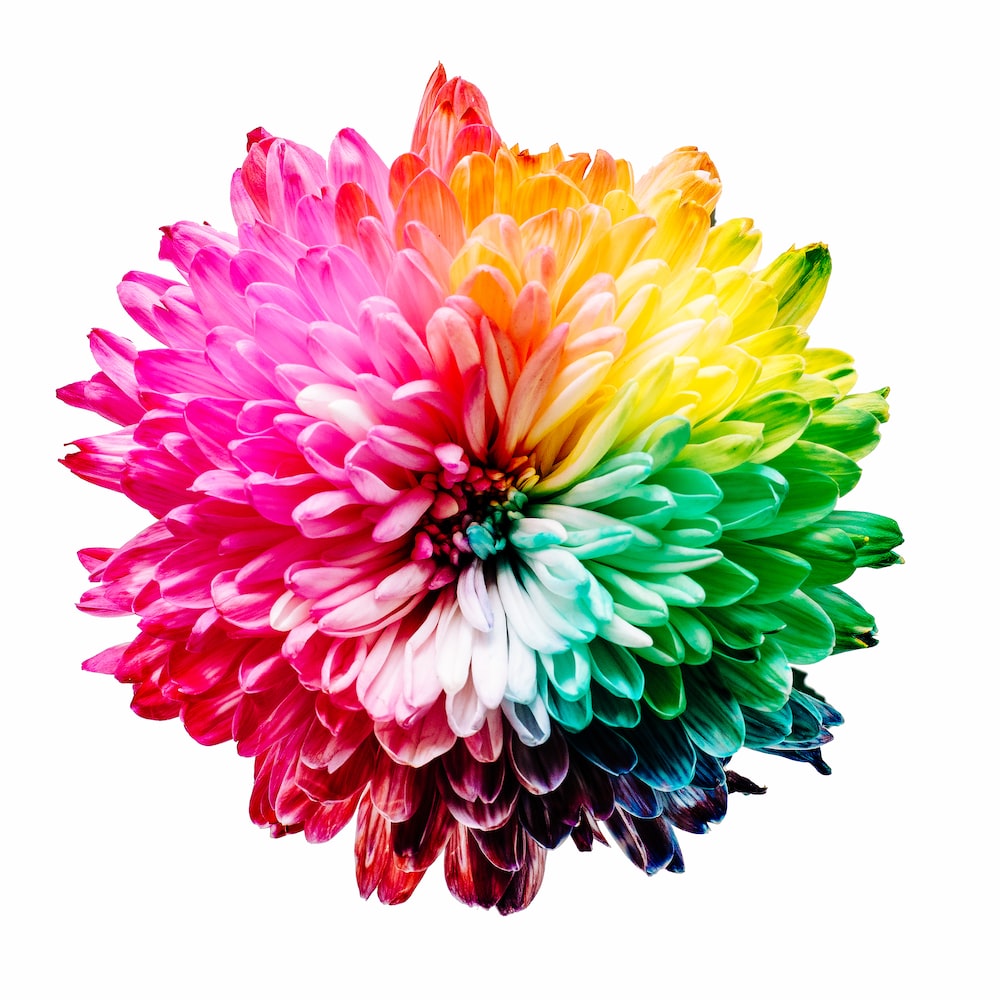 A flower with many colors - Rainbows