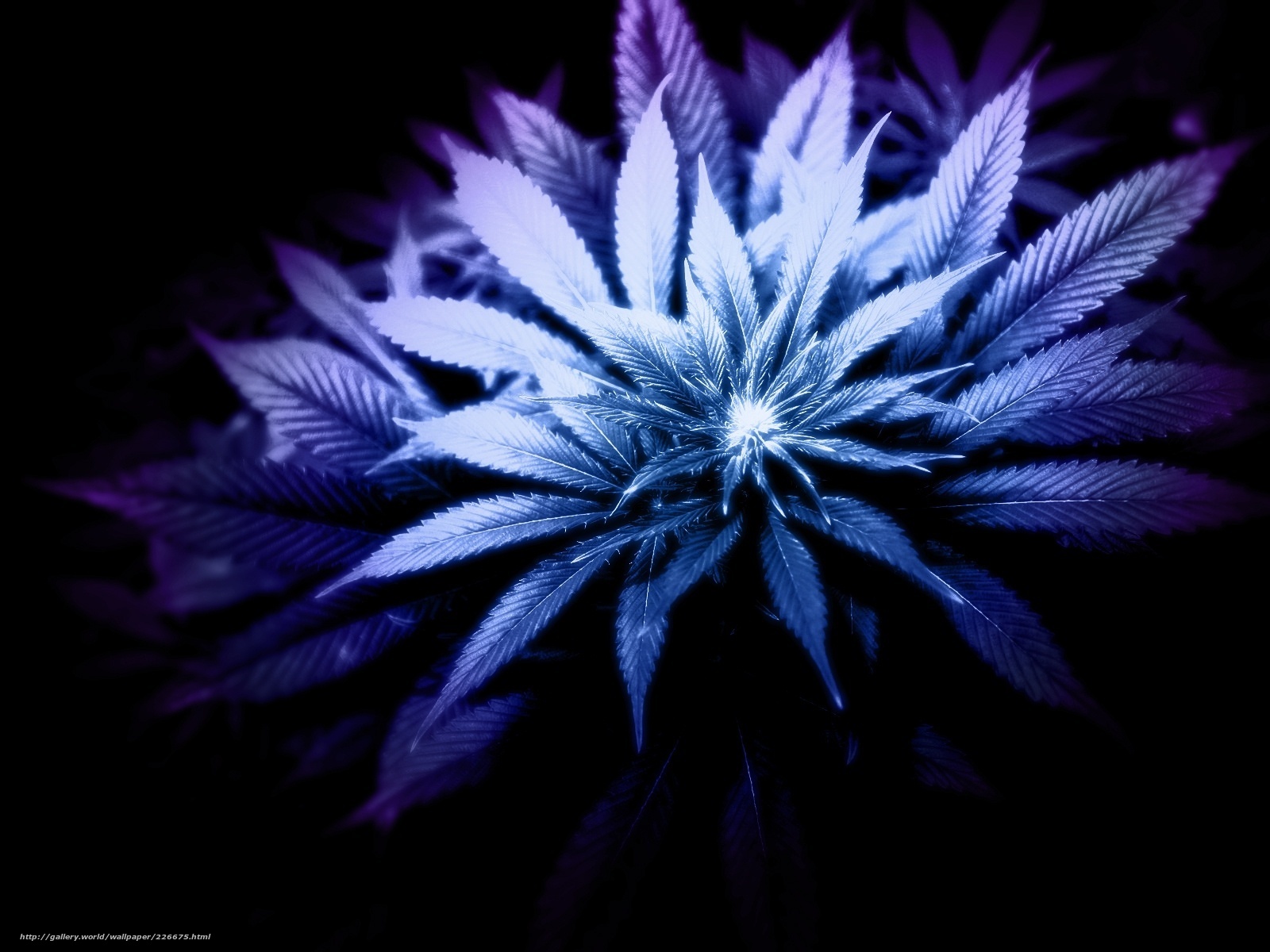 A blue and purple image of a plant - Weed