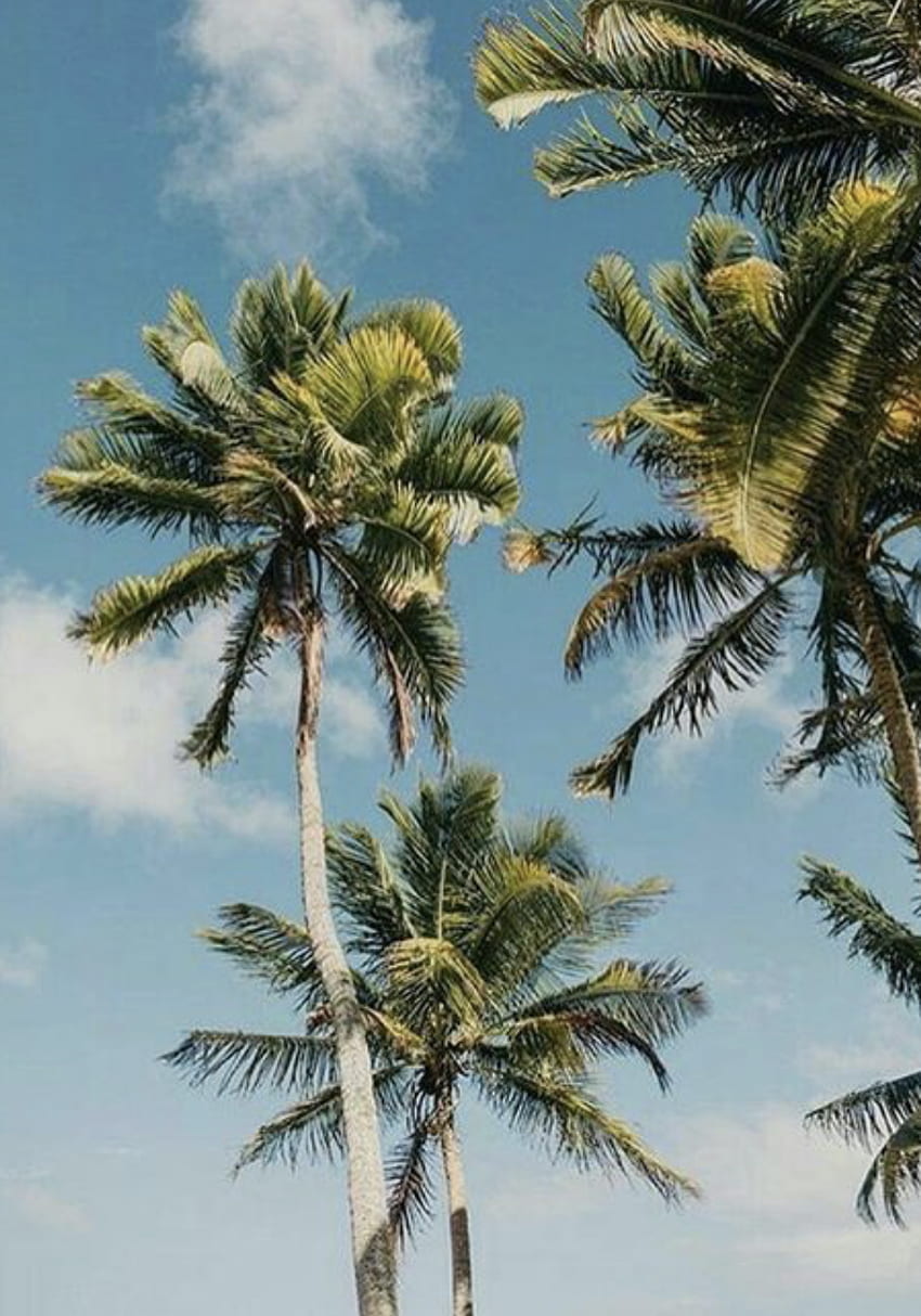 Palm tree aesthetic. california and hawaii graphy HD phone wallpaper