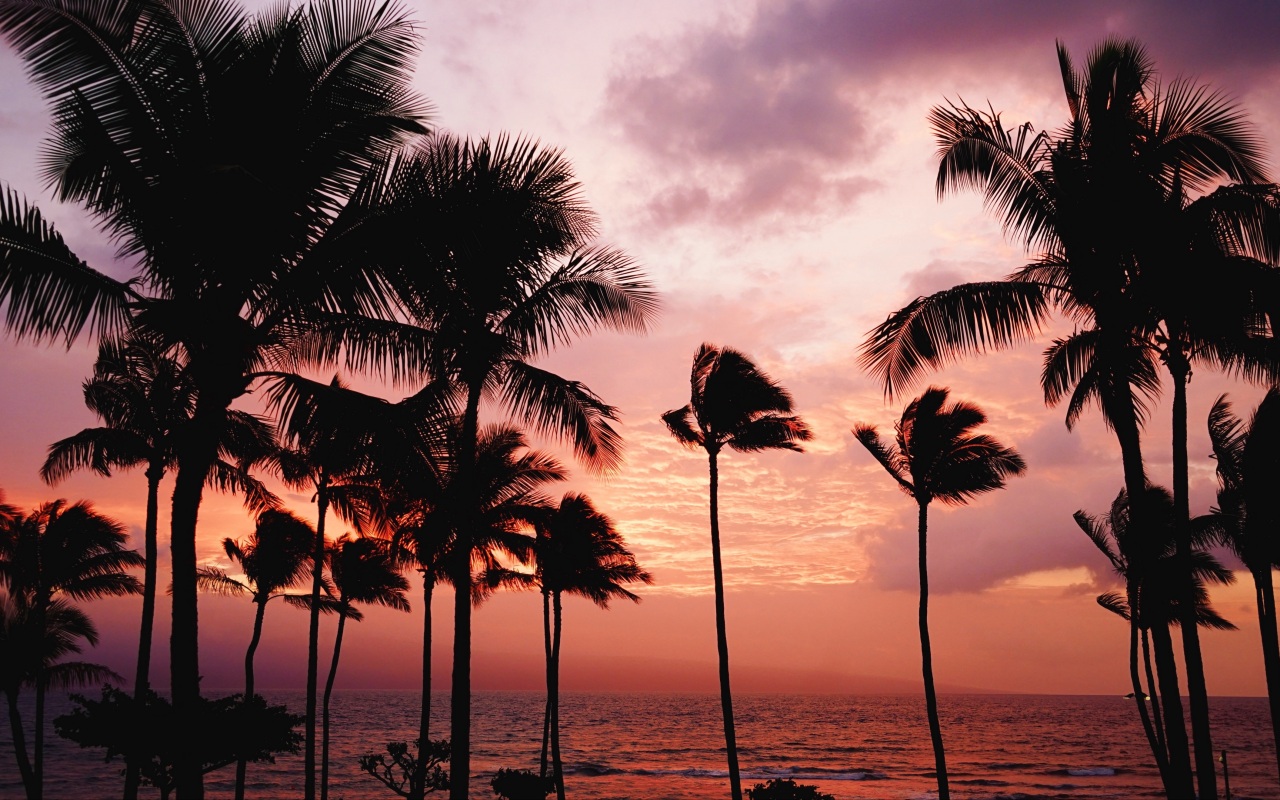 A sunset over the ocean with palm trees - Palm tree