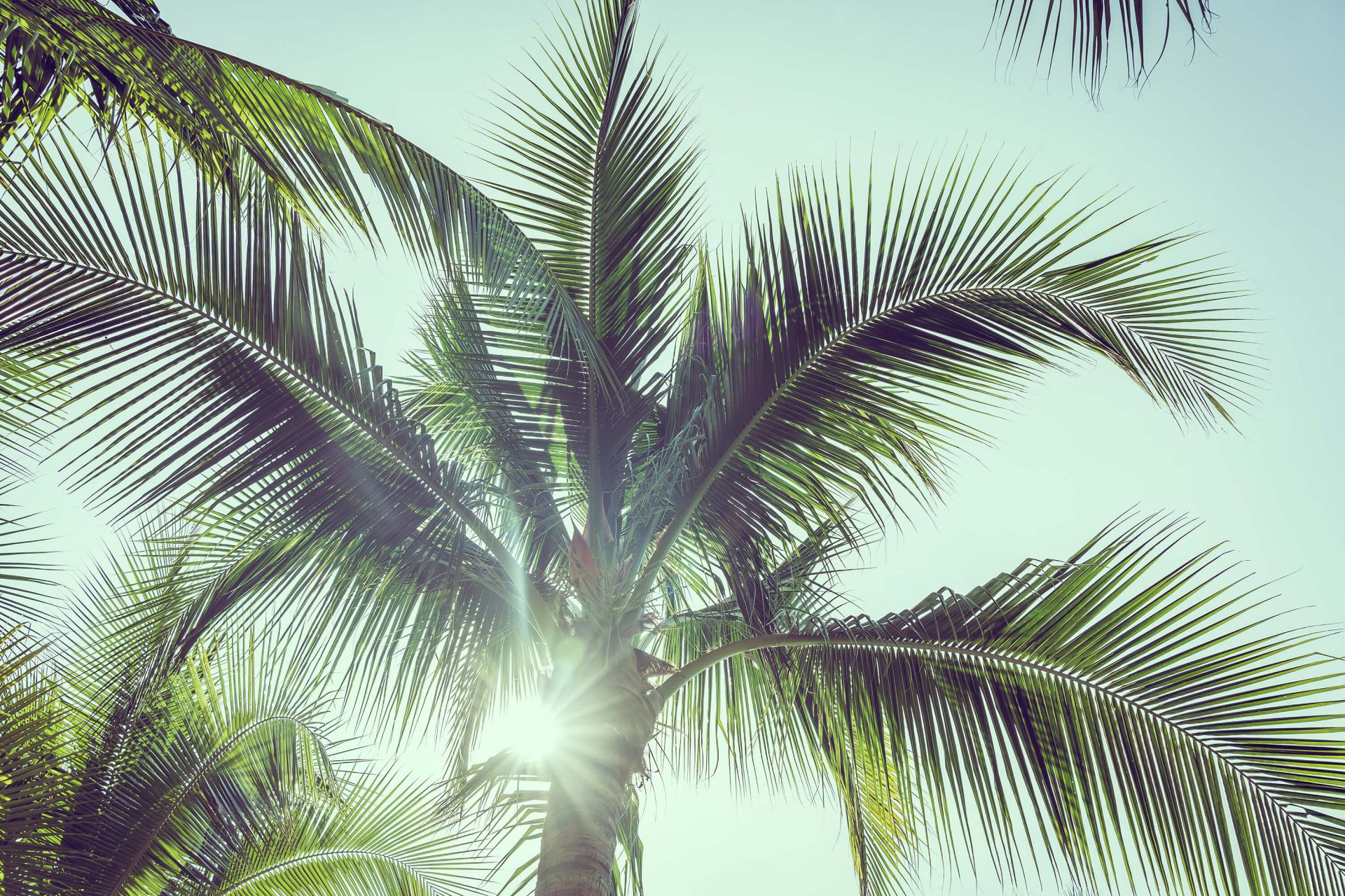 A palm tree with the sun shining through the leaves - Palm tree