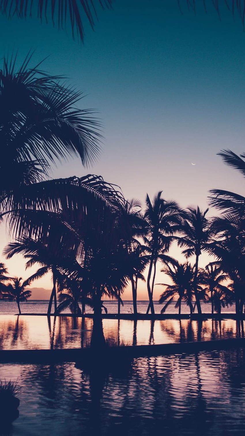 A view of palm trees and water at sunset - Palm tree