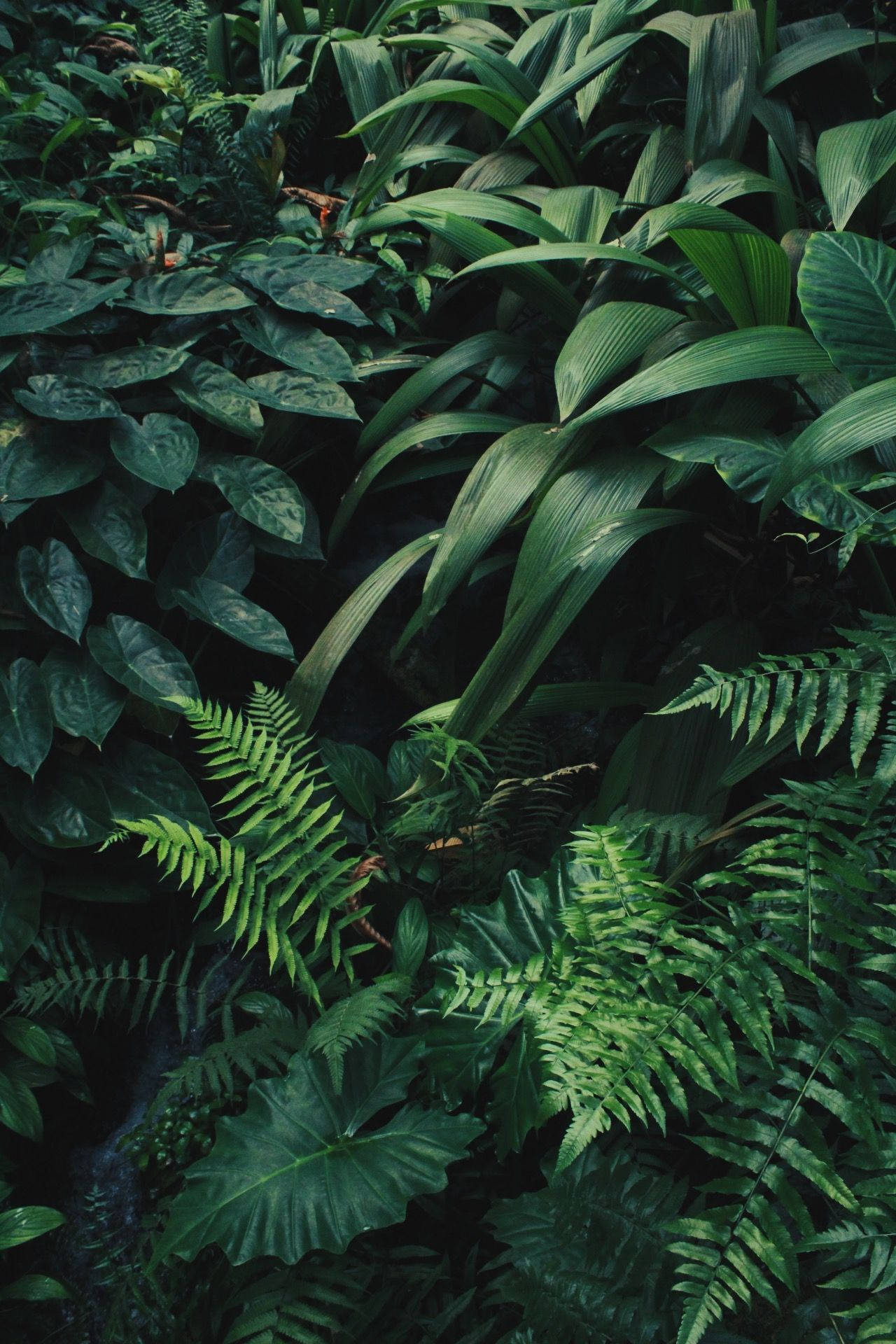 A lush green forest with many different types of plants - Jungle, plants