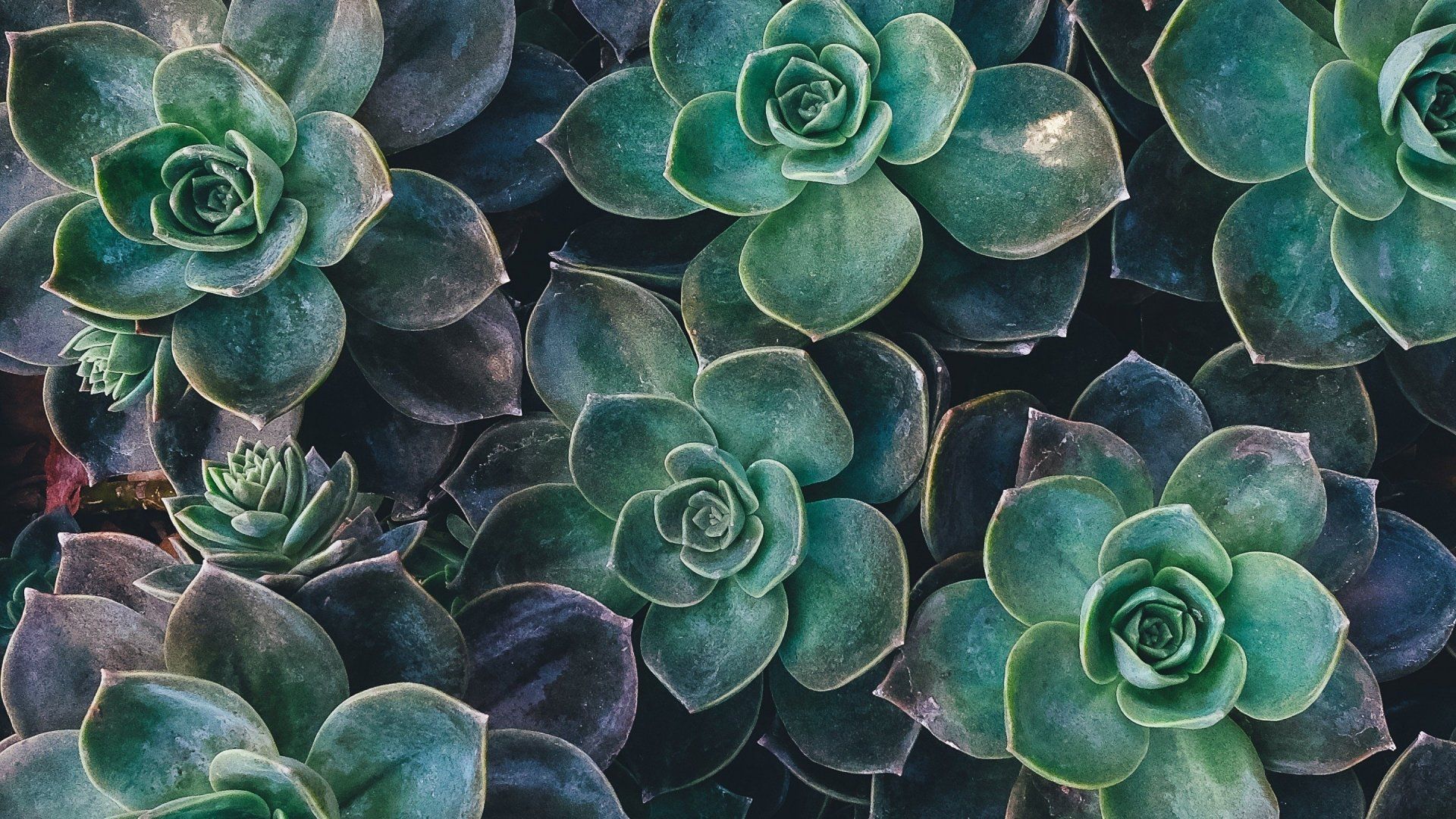 A close up of a group of succulents. - Plants, succulent