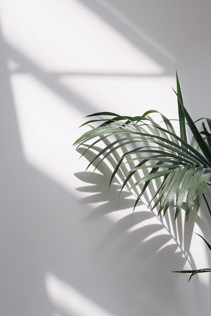 A plant sitting on top of white wall - Plants