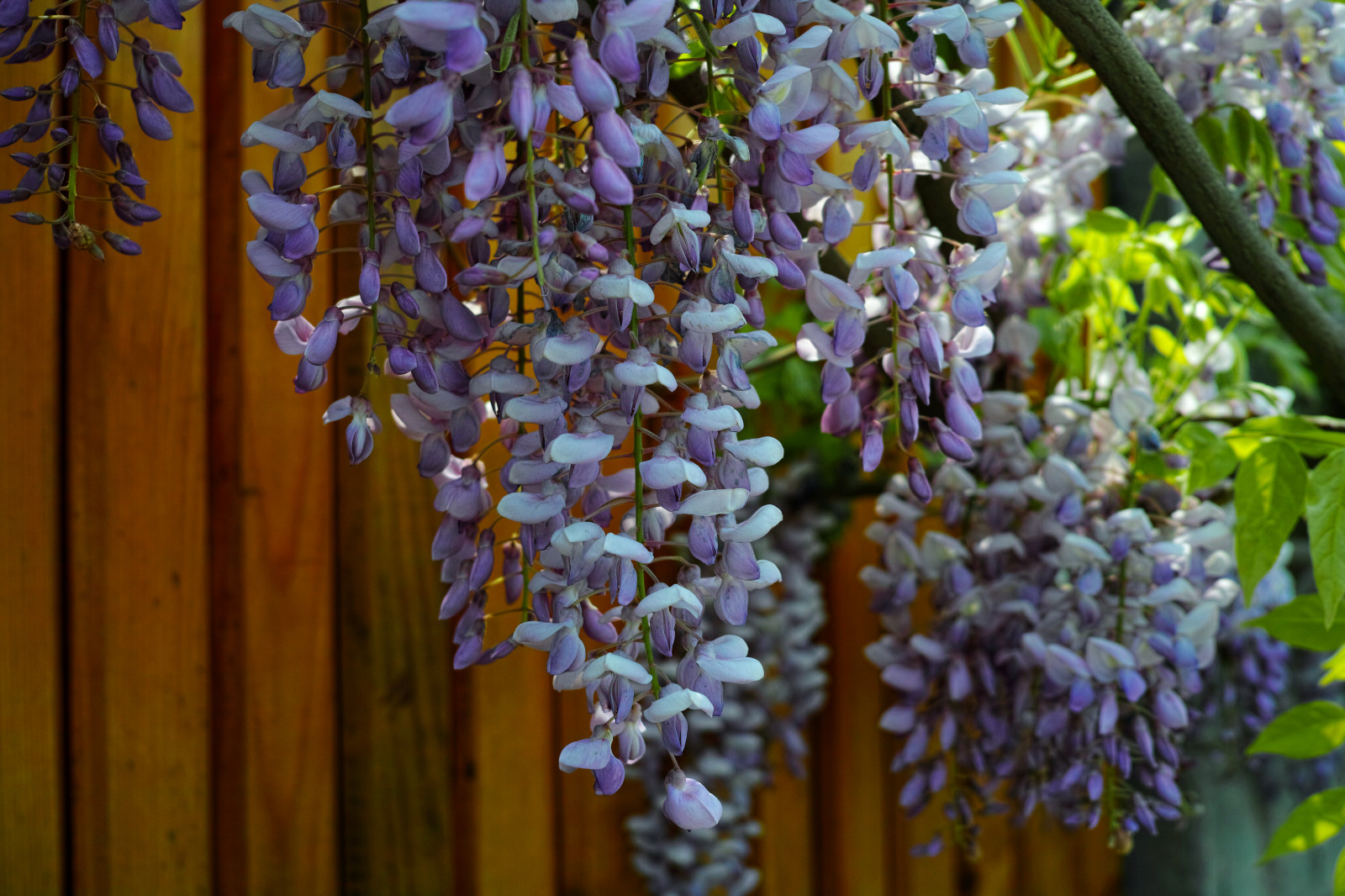 A tree with purple flowers hanging from it - Plants