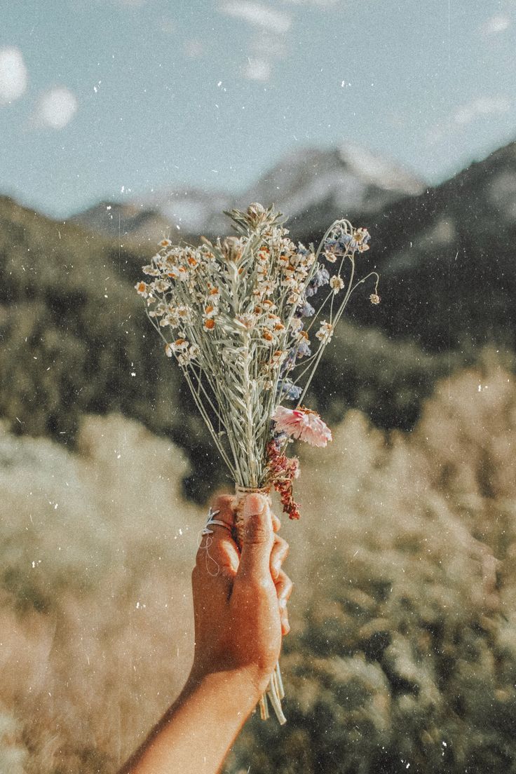 A hand holding a bouquet of wildflowers in front of a mountain. - Plants