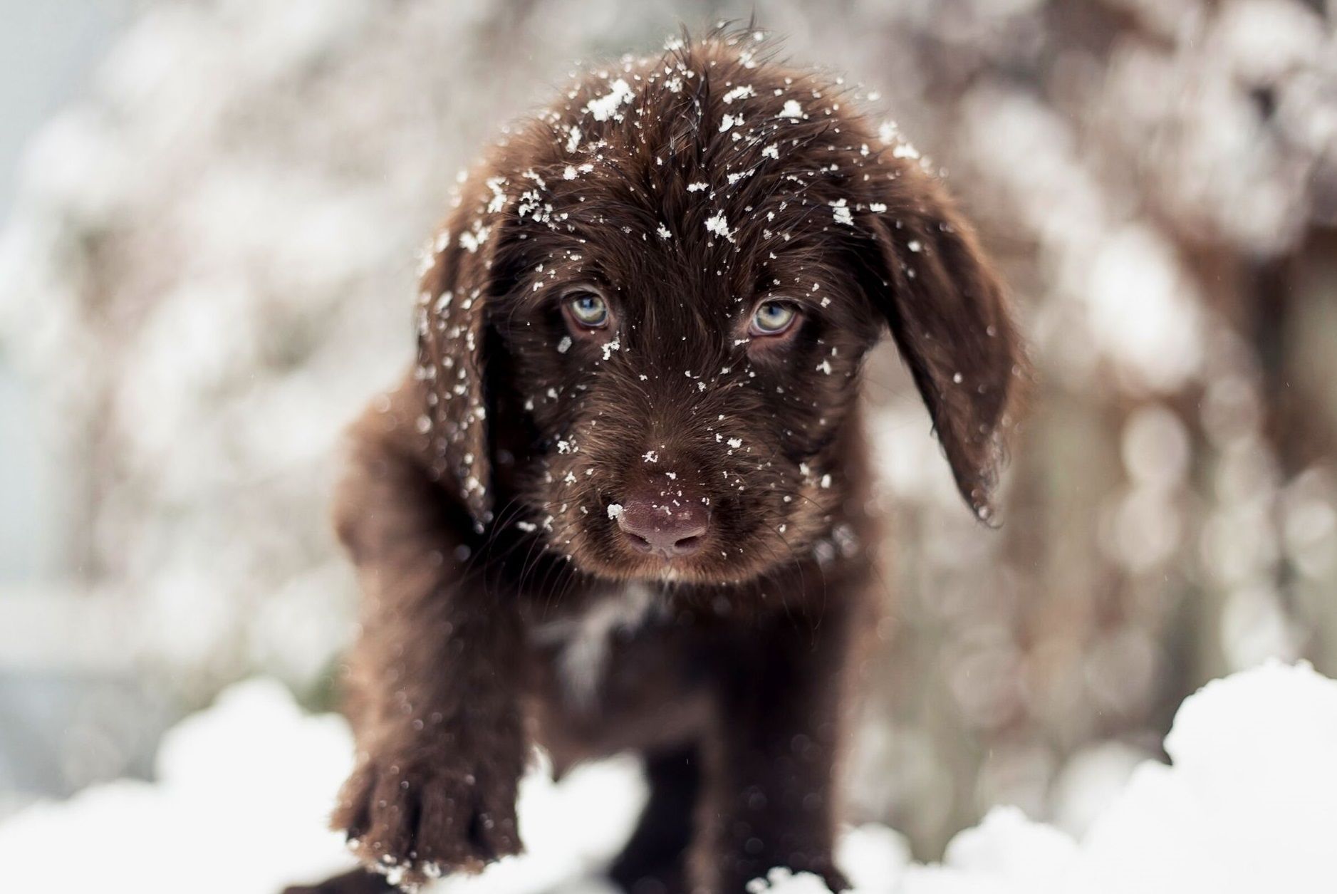 A brown puppy with snow on its face - Winter, cute Christmas, puppy, dog