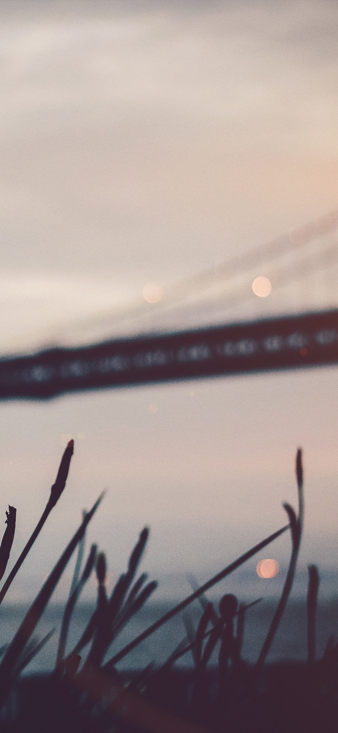 A close up of a plant with a blurred background of a river and the sky. - Blurry