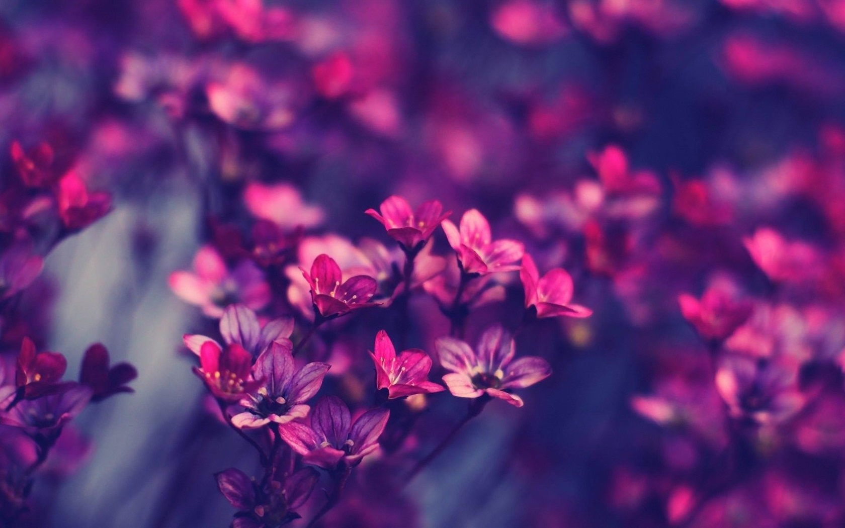 A purple flower in a field of purple flowers. - Blurry